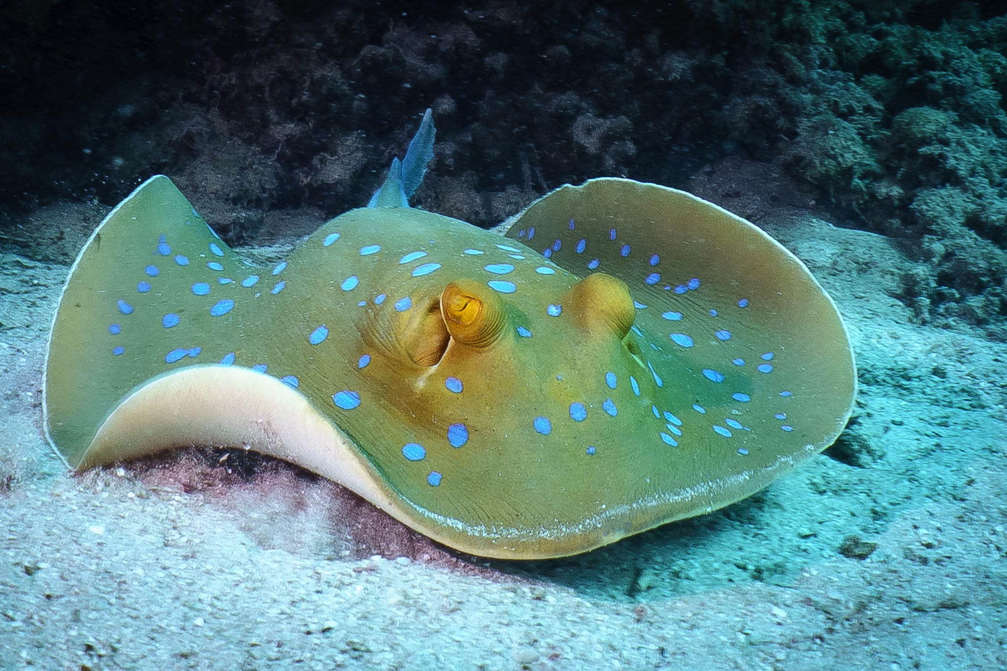 Yellow stingray with blue spots resting on ocean floor.