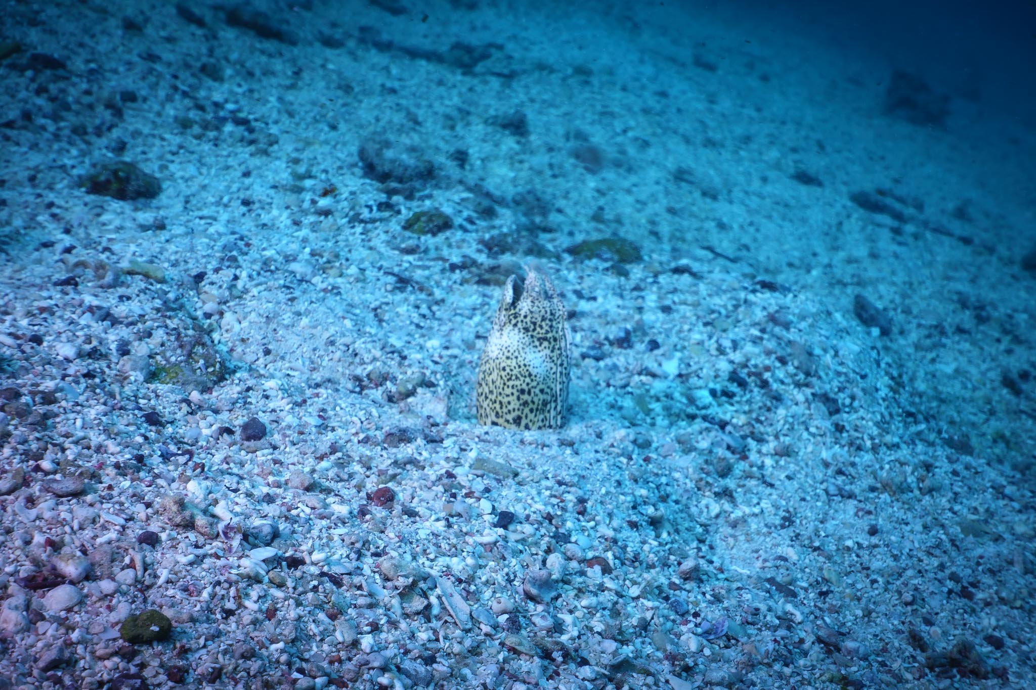 Spotted eel emerging from sandy ocean floor, showcasing speckled pattern against blue marine backdrop.