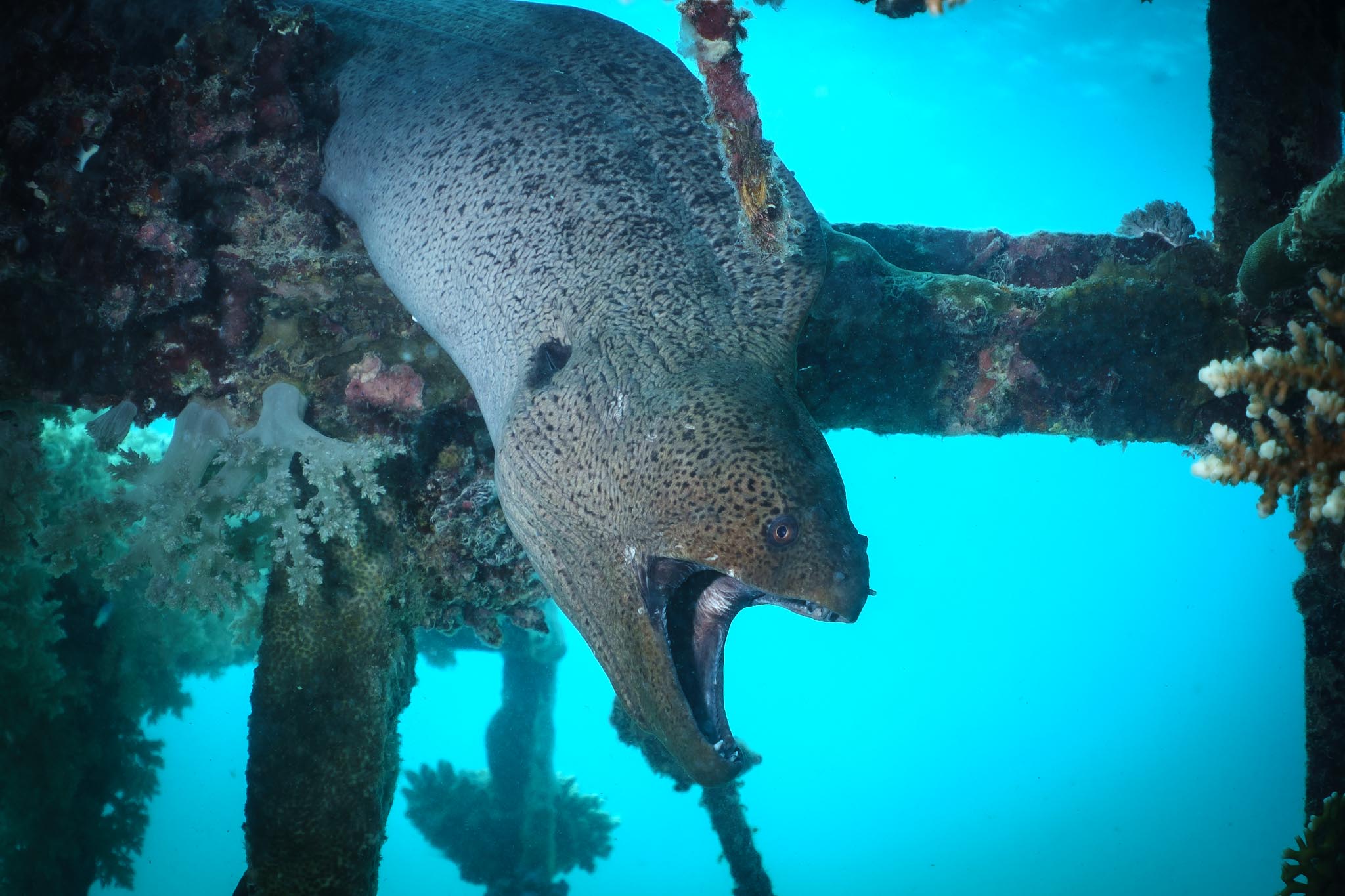 Moray eel with open mouth among corals underwater, showcasing detailed texture and vivid blue ocean background.
