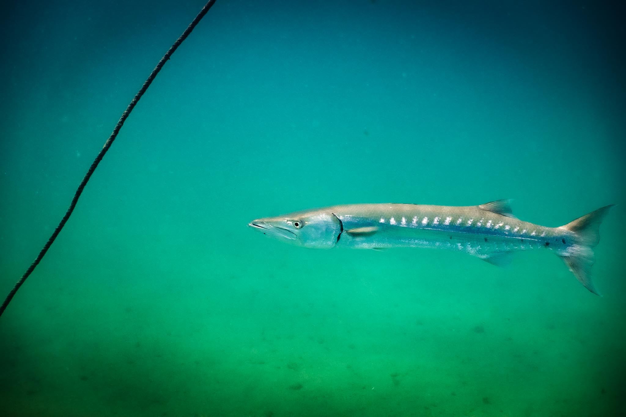 Barracuda swimming underwater near a black rope, surrounded by clear blue-green water.