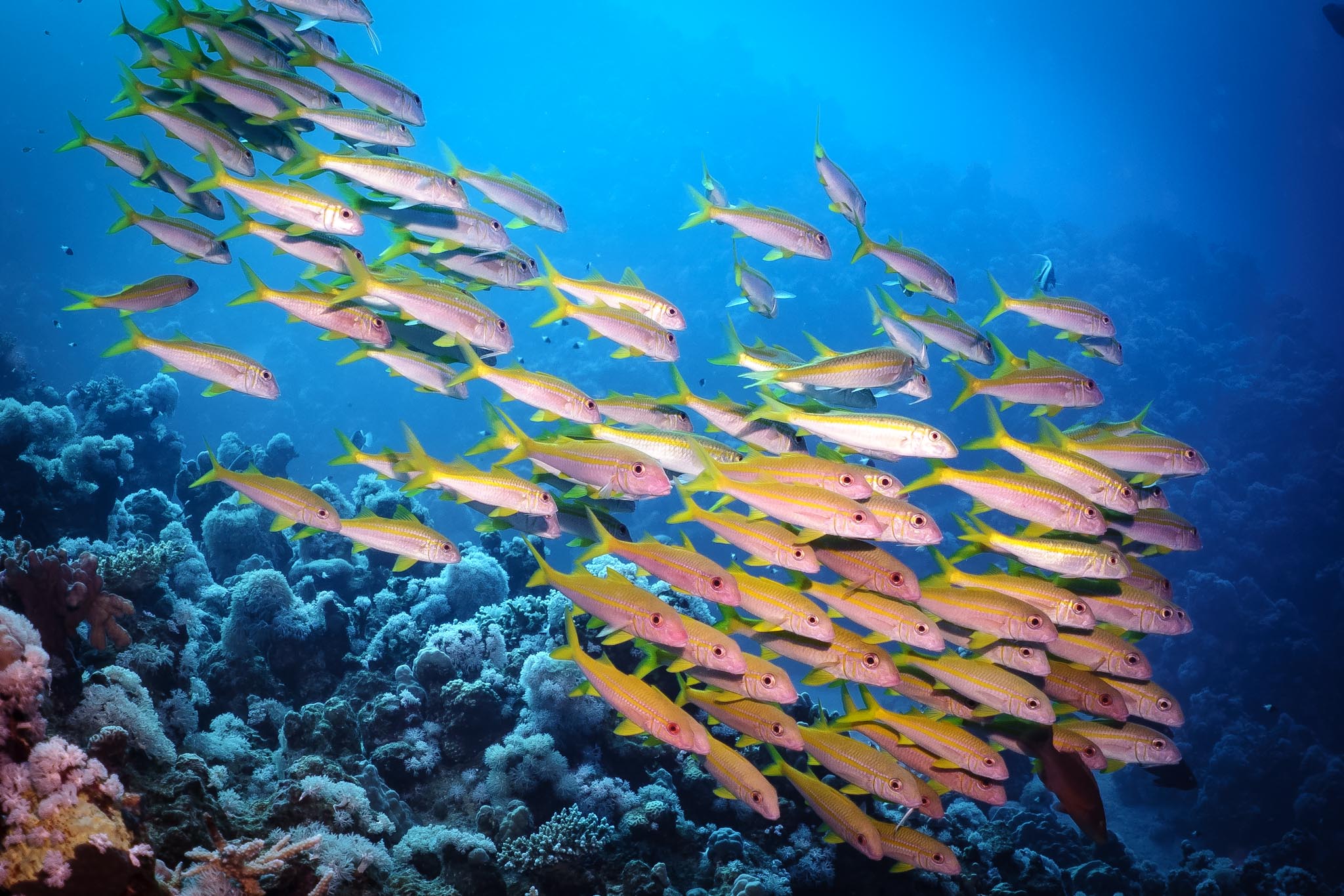 A vibrant school of yellowtail fish swims over a colorful coral reef in clear blue ocean water.