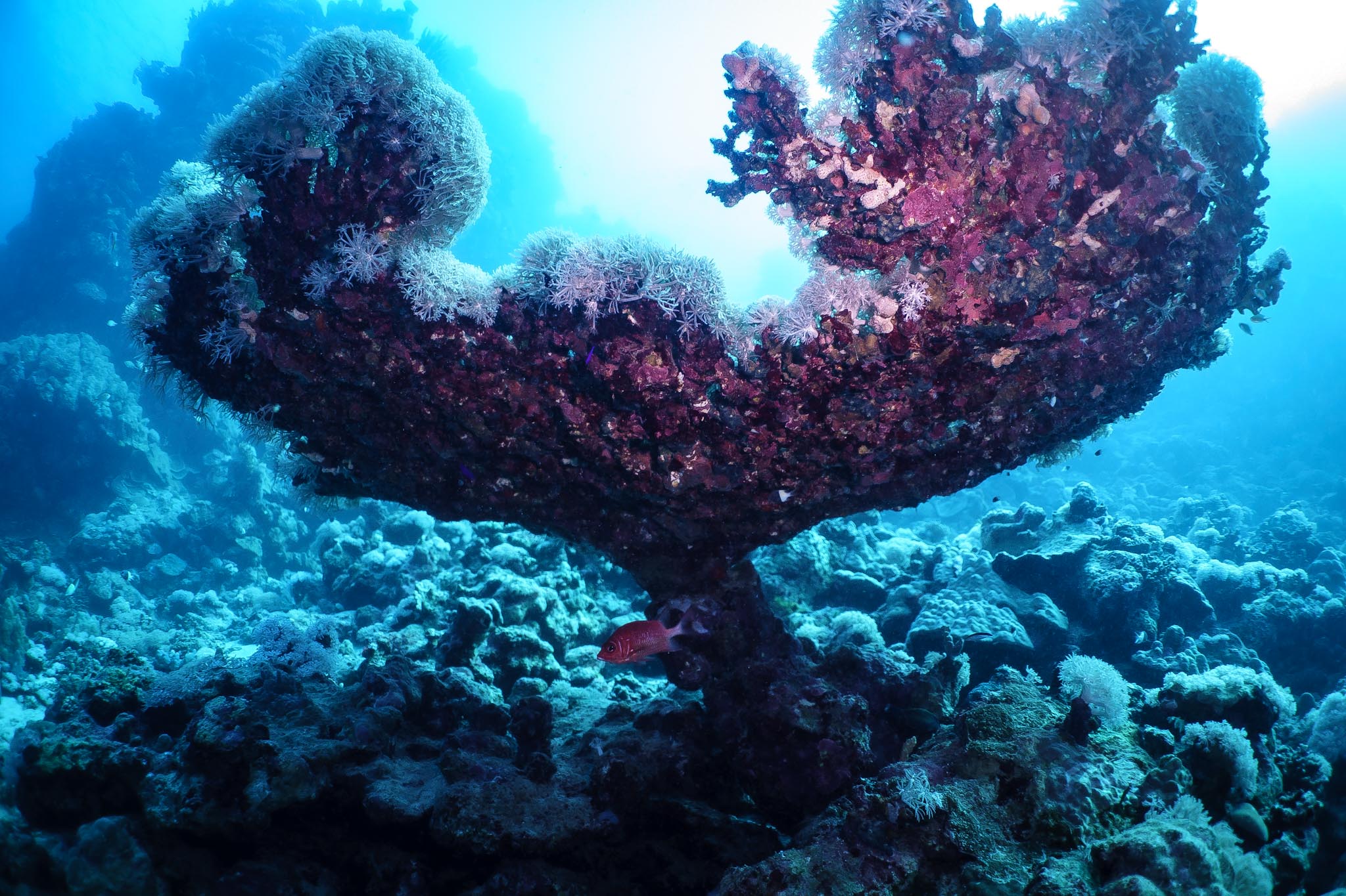 Vibrant coral formation underwater, teeming with marine life and colorful textures in a deep blue ocean setting.