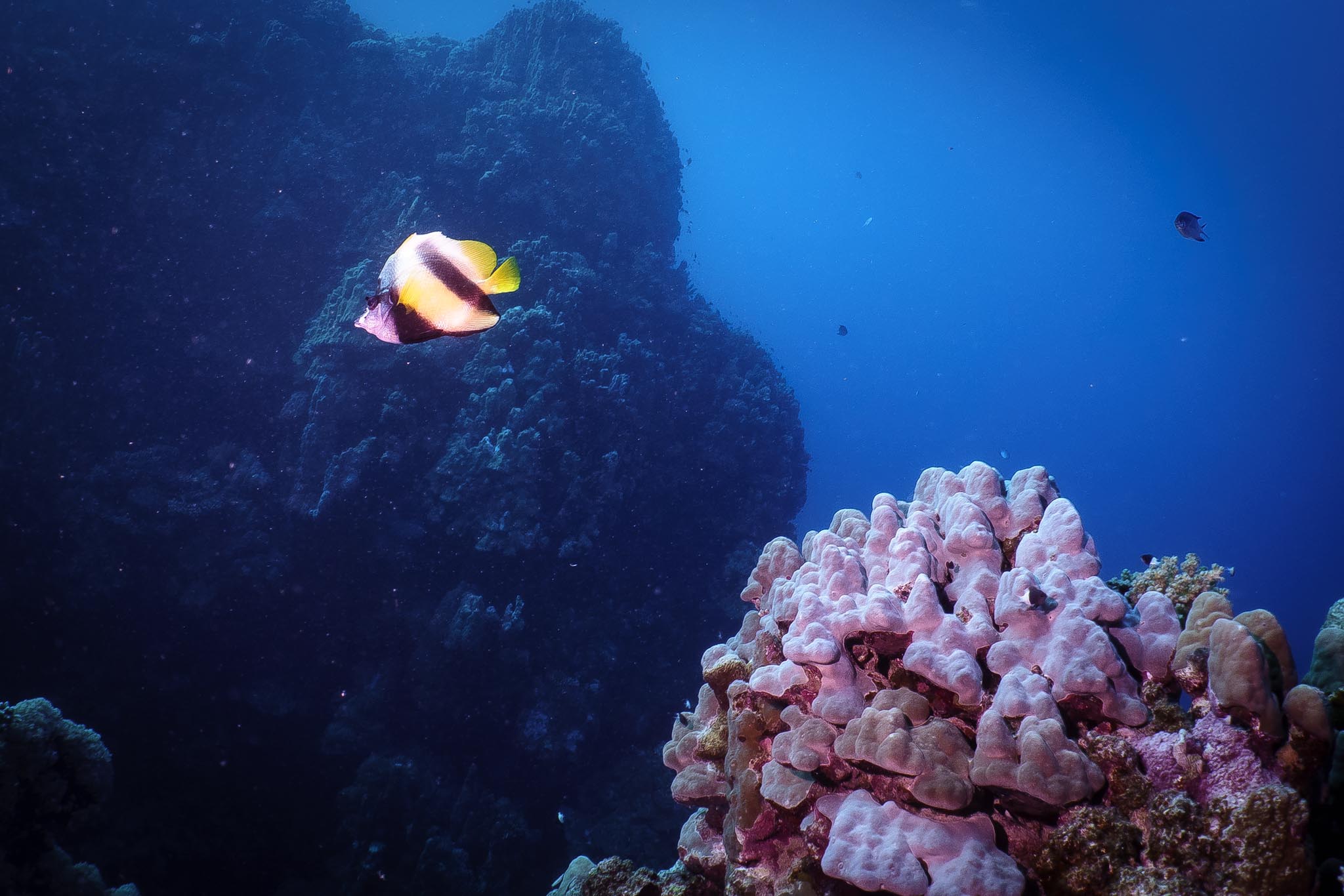 Colorful tropical fish swimming near vibrant coral in a deep blue ocean landscape.