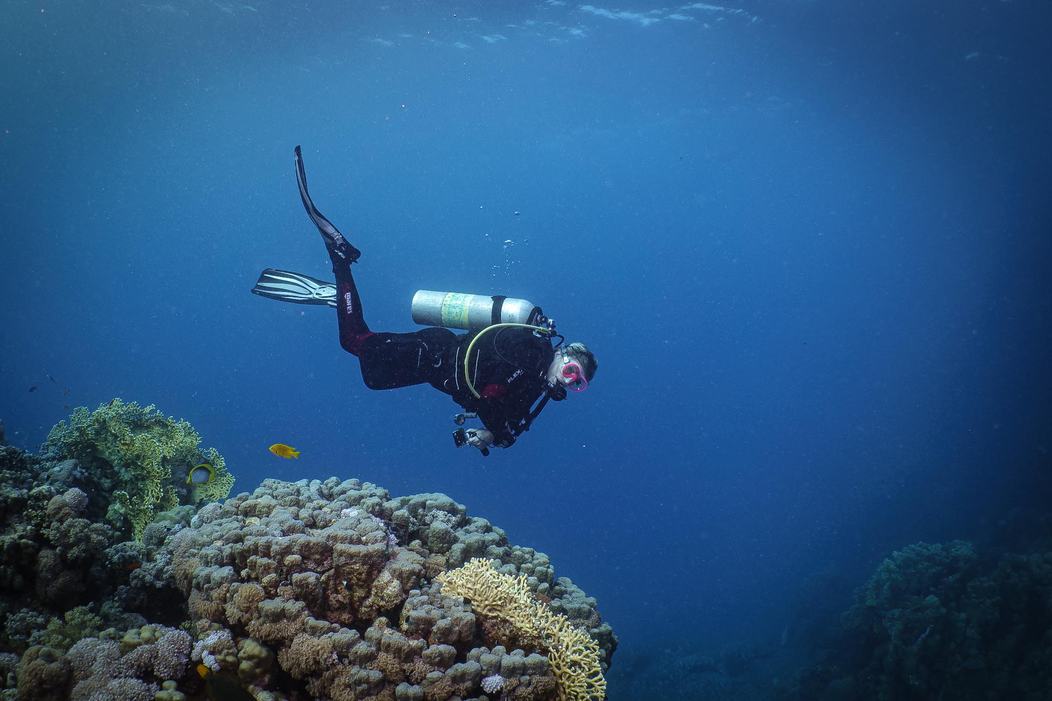 Scuba diver explores vibrant coral reef underwater, surrounded by colorful fish.