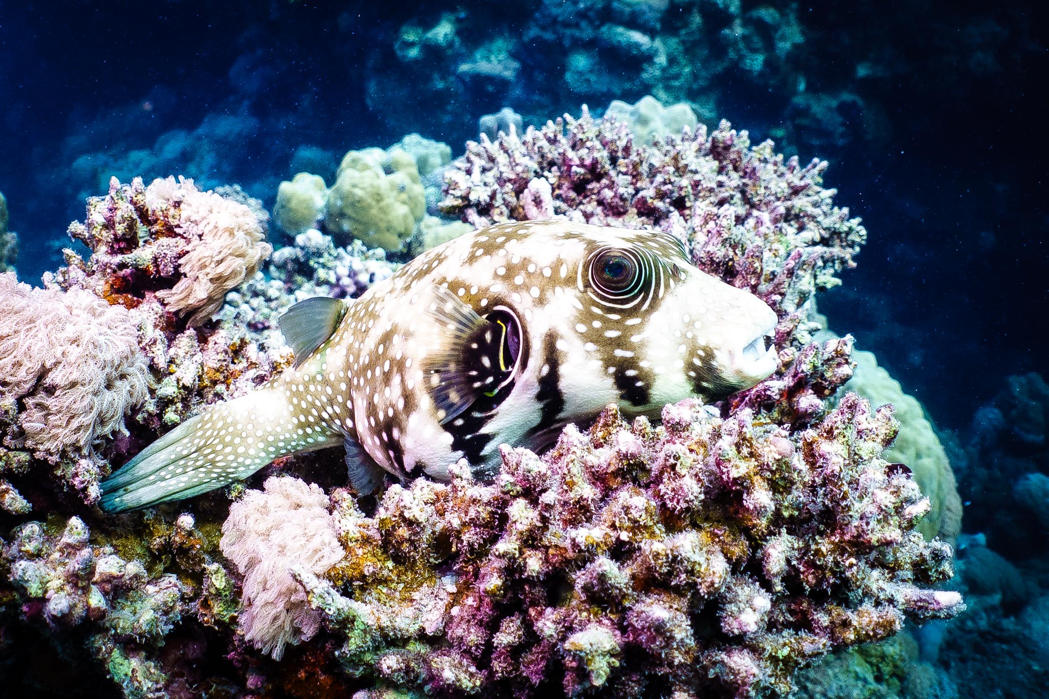 Spotted pufferfish nestled among colorful coral reef in clear blue ocean water.