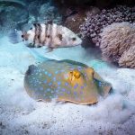 El Quseir Diving: El Quadim Bay South Highlights 🐠 Colorful stingray with blue spots rests on sandy ocean floor near coral, accompanied by a striped fish swimming nearby.