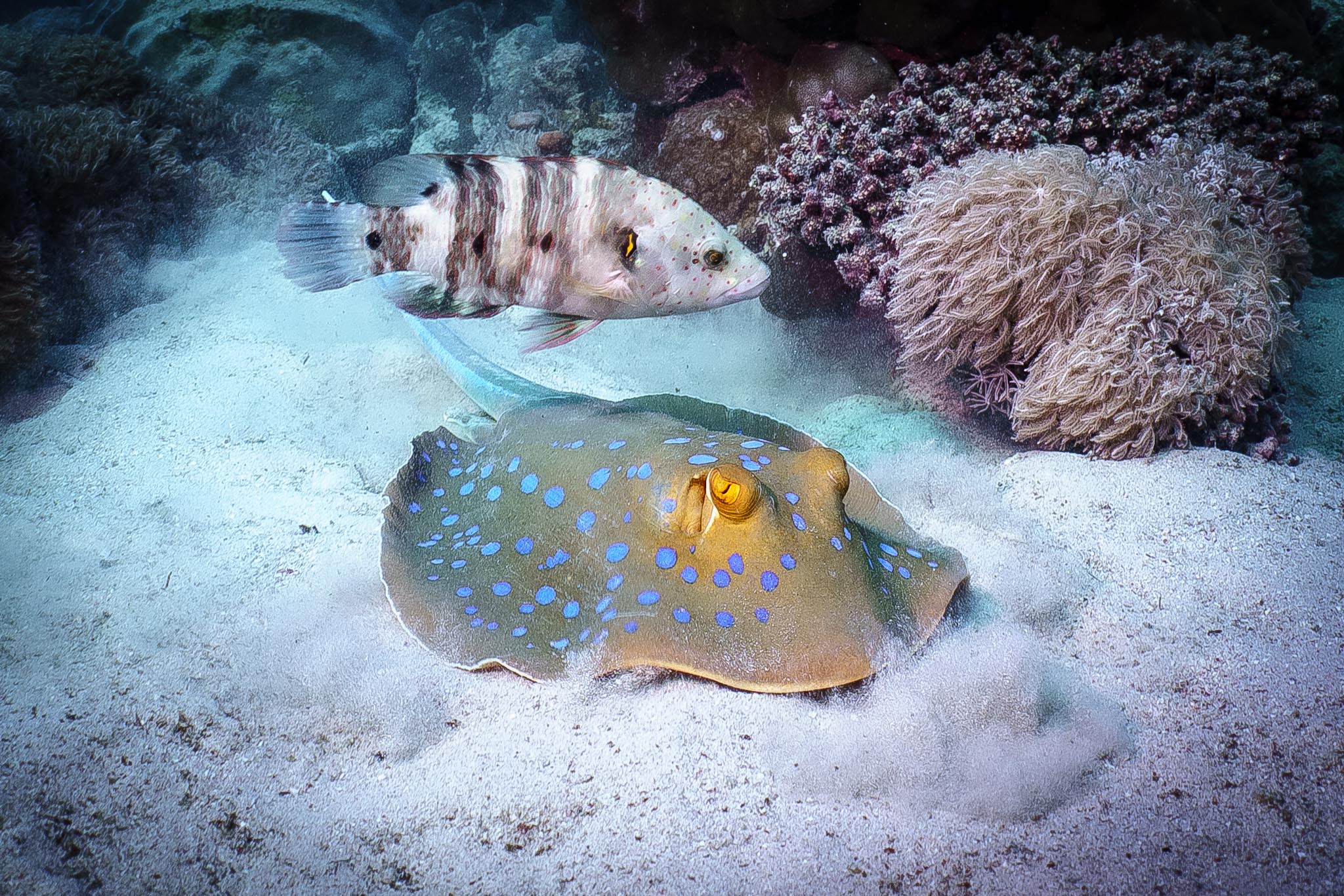 El Quseir Diving: El Quadim Bay South Highlights 🐠