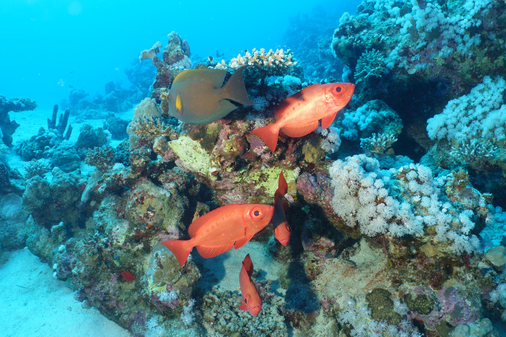 Colorful tropical fish swim near vibrant coral on the ocean floor, showcasing a lively underwater habitat.