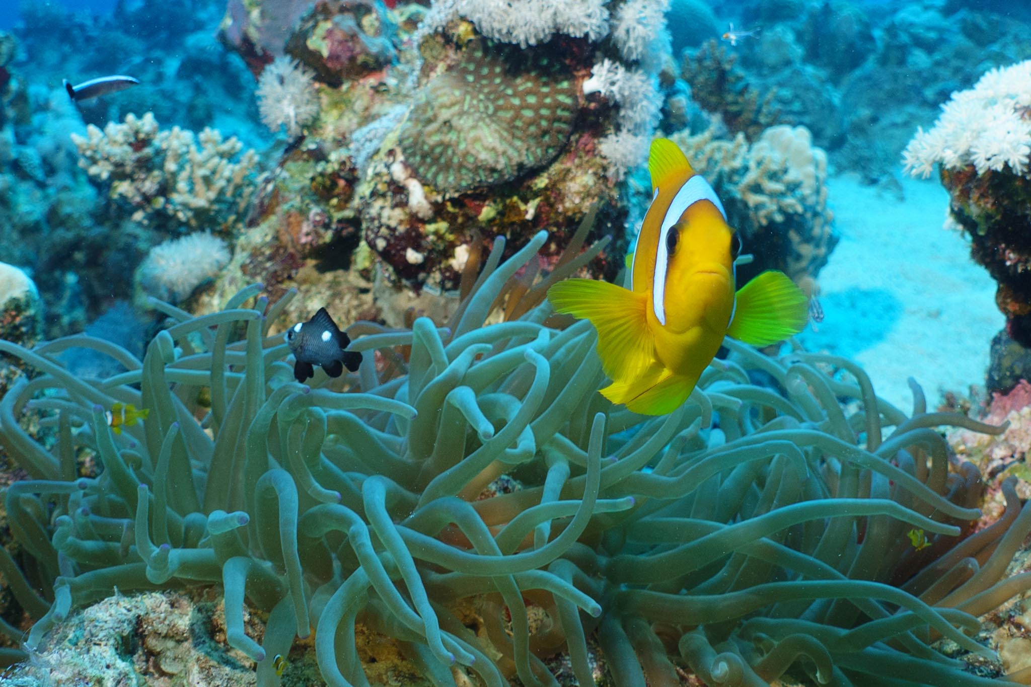 Bright yellow clownfish swimming near sea anemones and coral reef in a vibrant underwater scene.