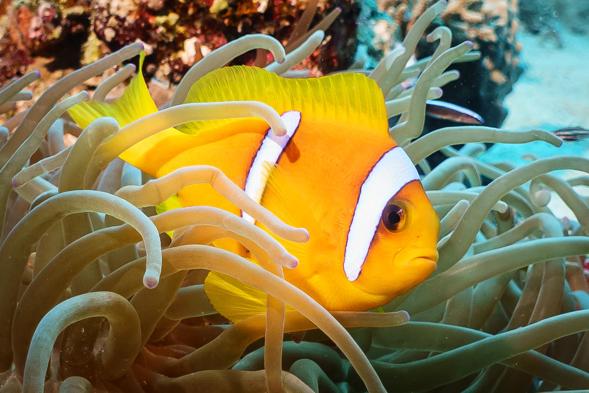 Clownfish swimming among sea anemone tentacles in a vibrant coral reef.