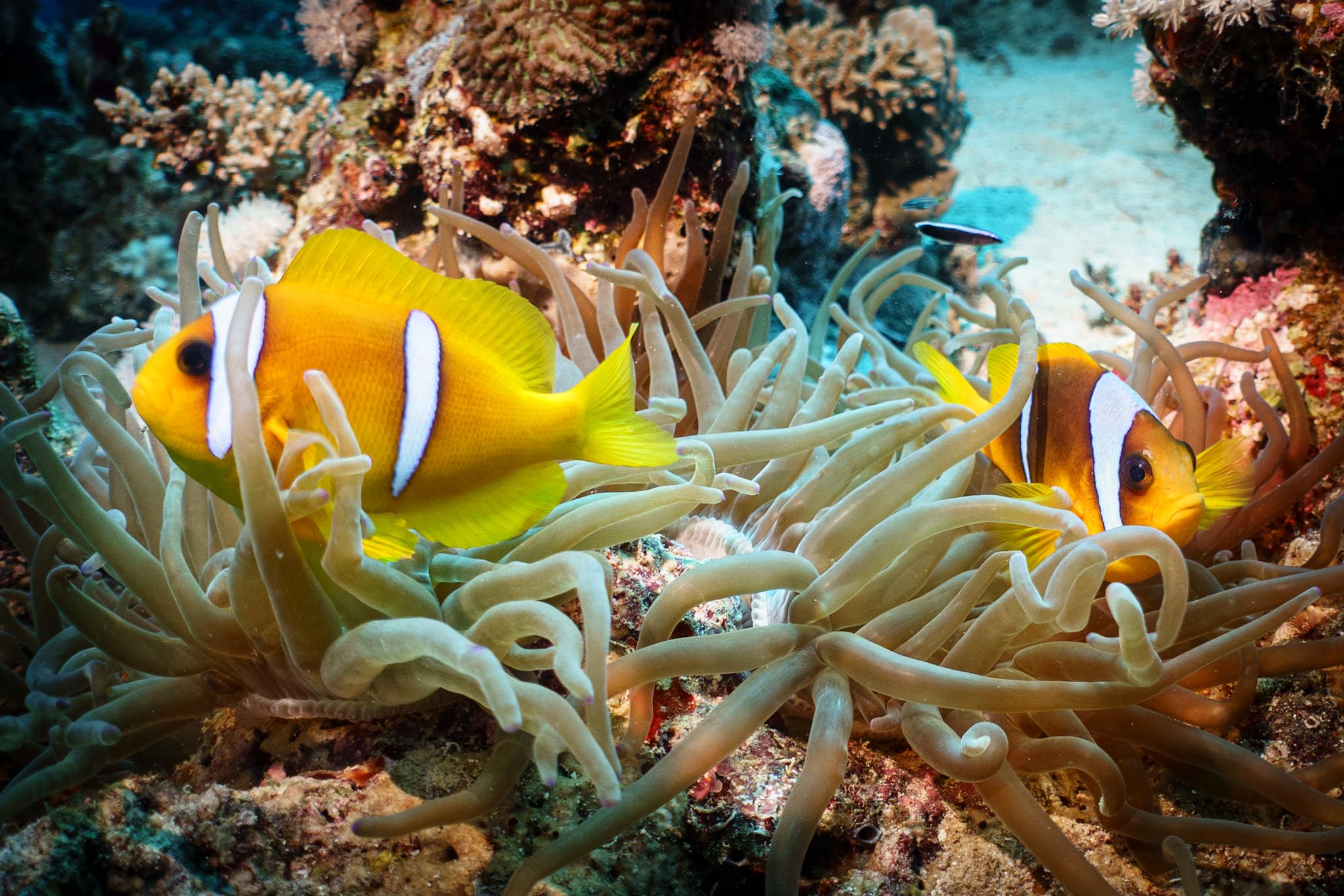 Two vibrant clownfish swim among sea anemones in a colorful coral reef underwater.