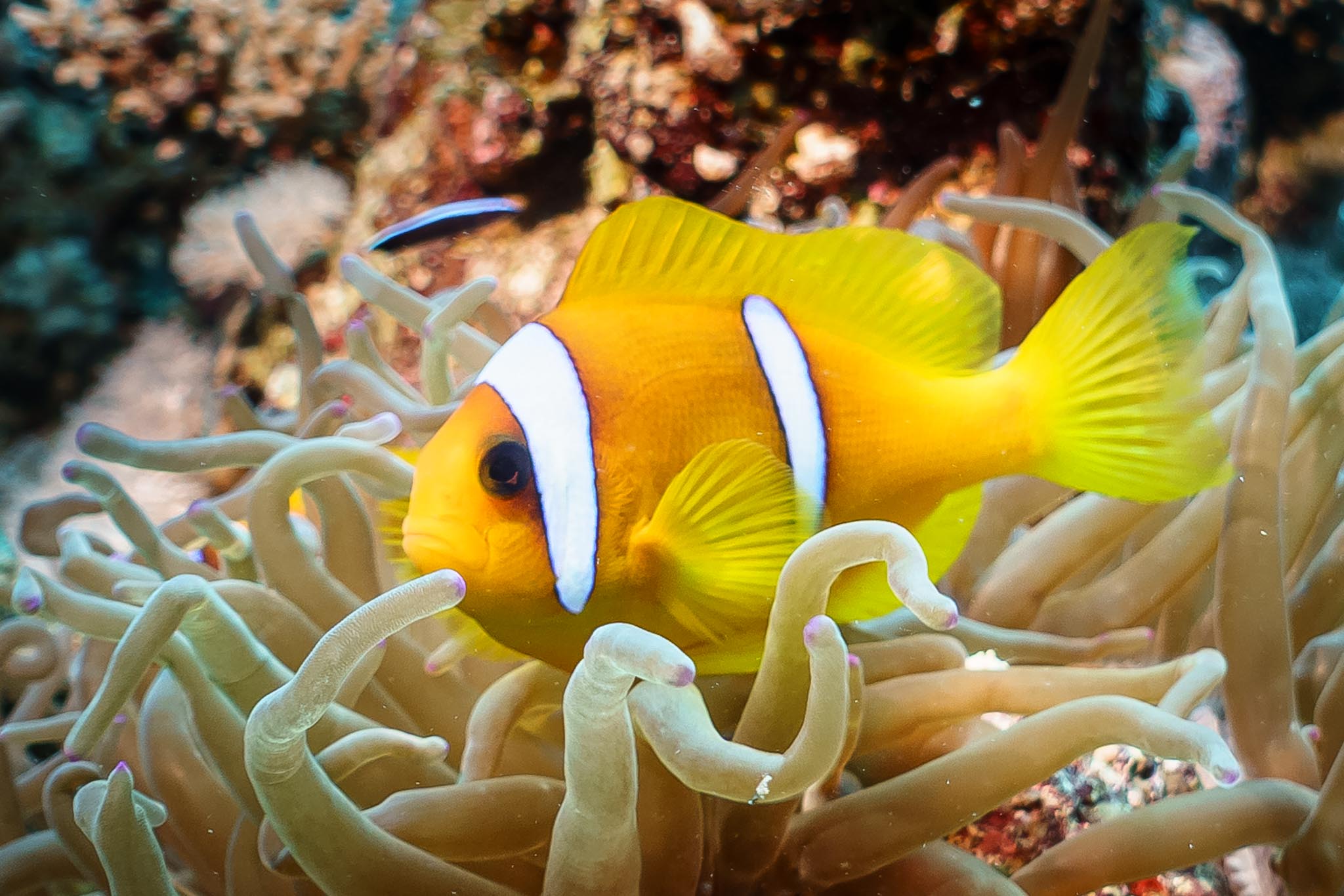 Clownfish swimming among sea anemone tentacles in a vibrant coral reef.