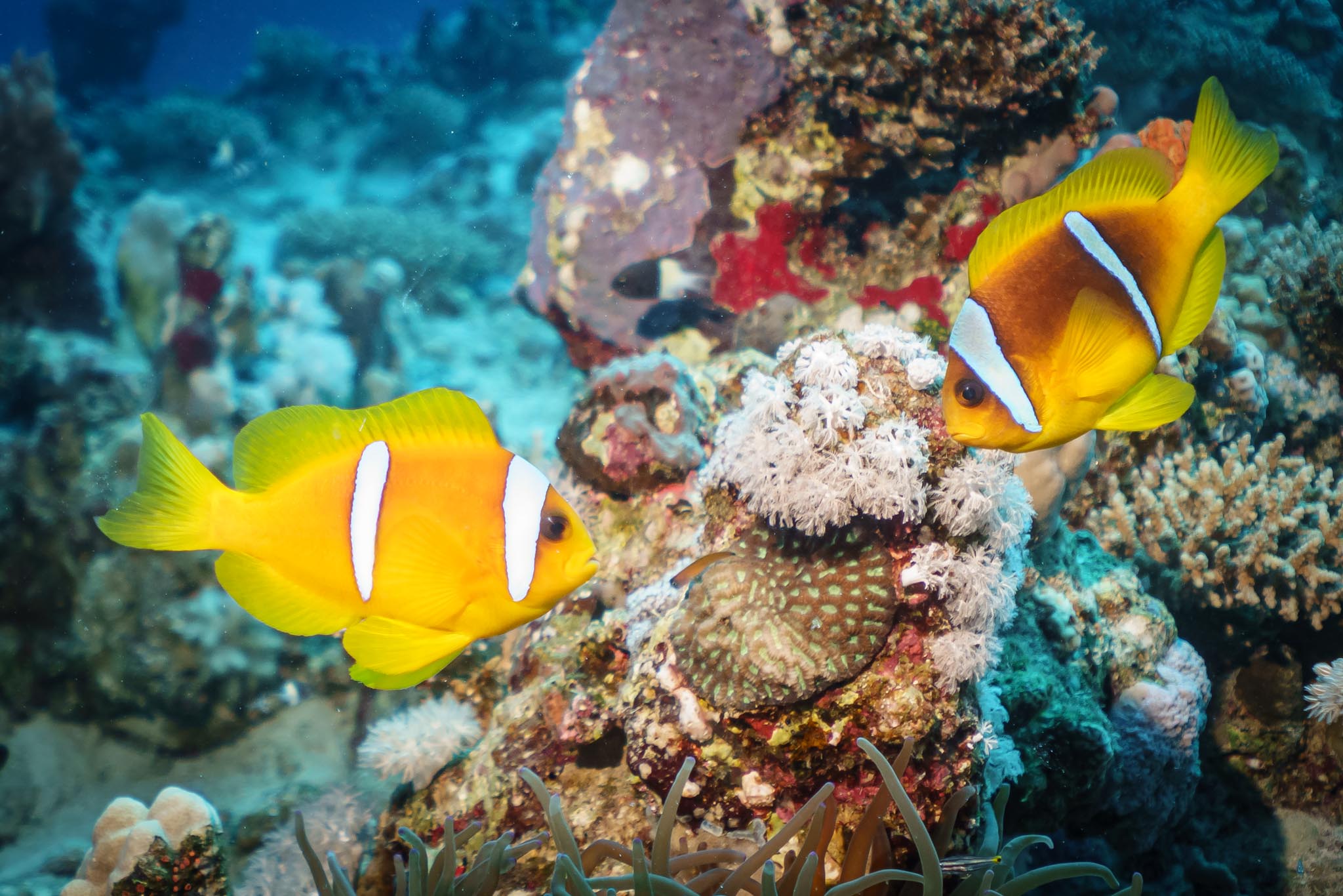 Two vibrant clownfish swim near colorful coral in a clear ocean environment.