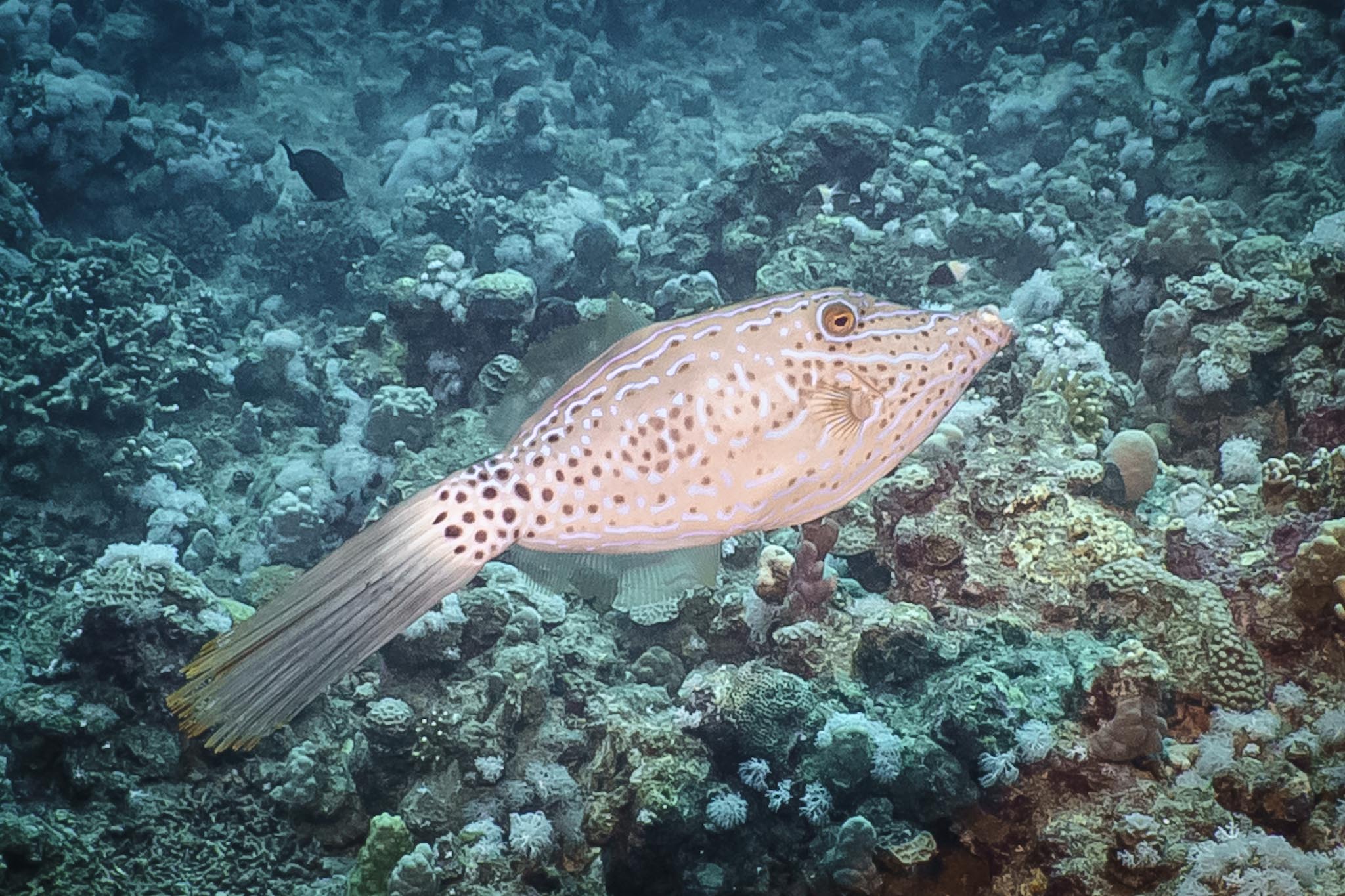 Spotted coral fish swimming over vibrant reef, displaying unique patterns and colors in a clear ocean environment.