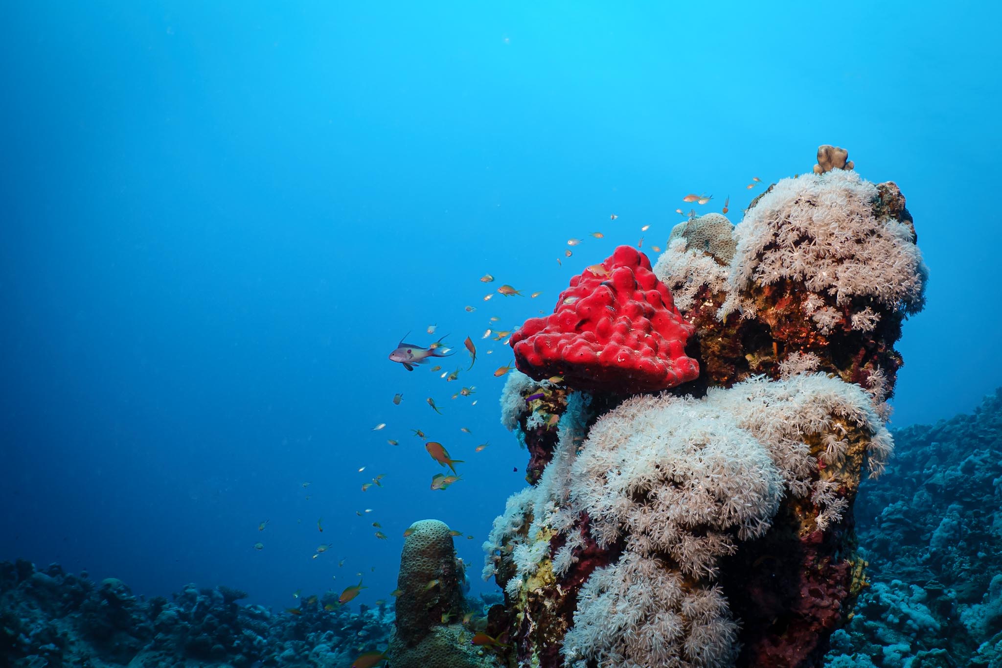 Vibrant coral reef with red sponge and small fish swimming in clear blue water.