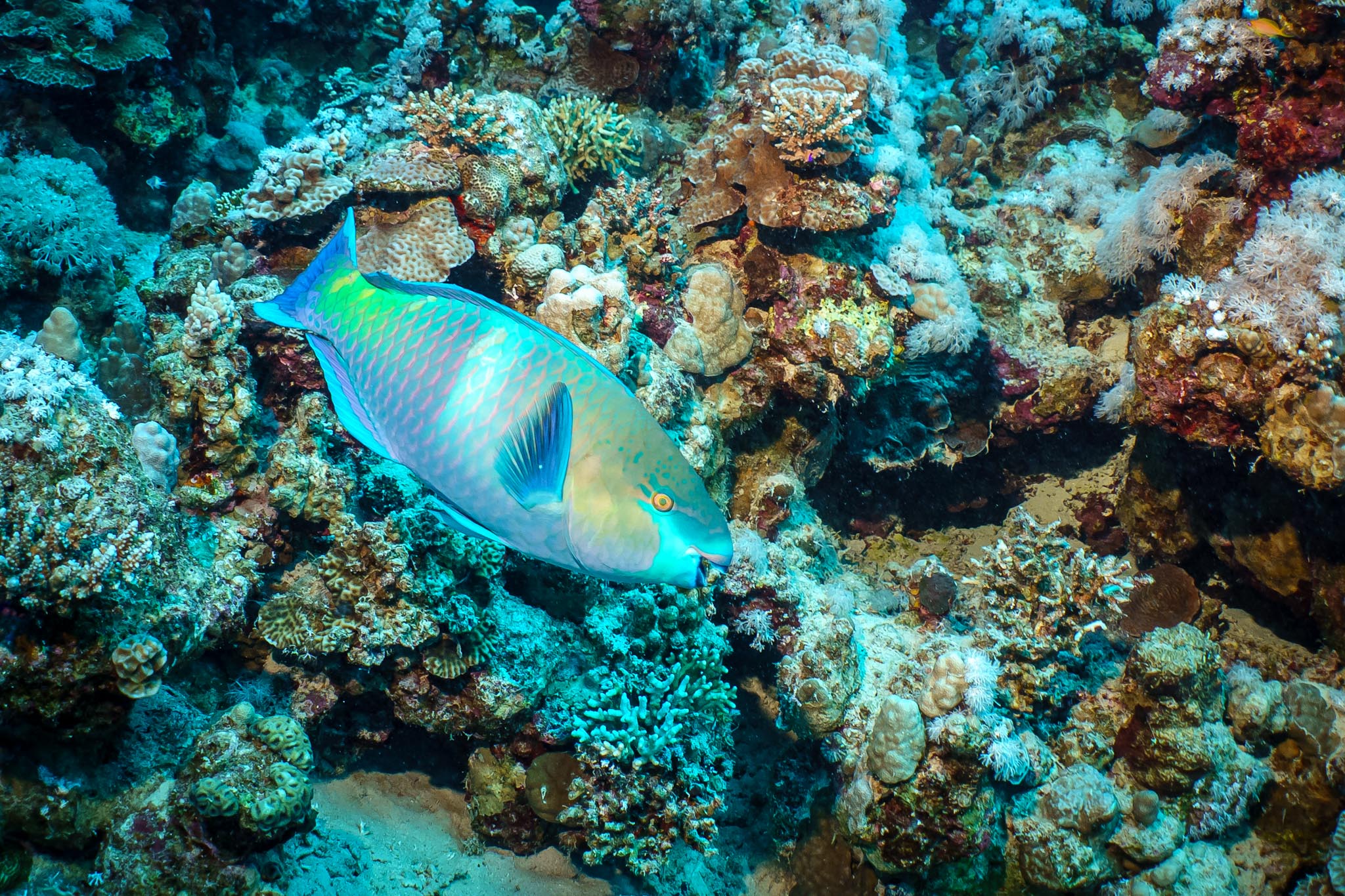 Colorful parrotfish swimming over vibrant coral reef, showcasing diverse marine life and bright underwater hues.