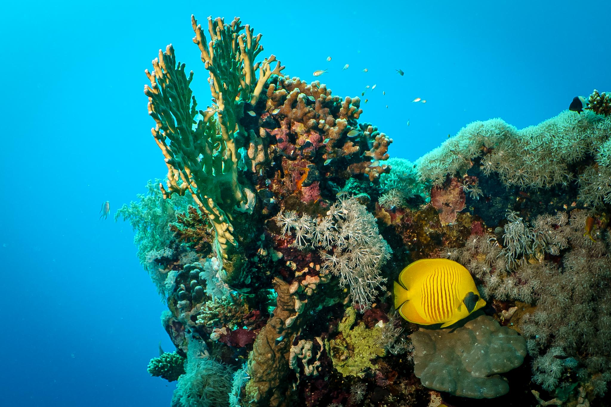Vibrant coral reef with diverse marine life, including a bright yellow butterflyfish swimming against a blue ocean backdrop.