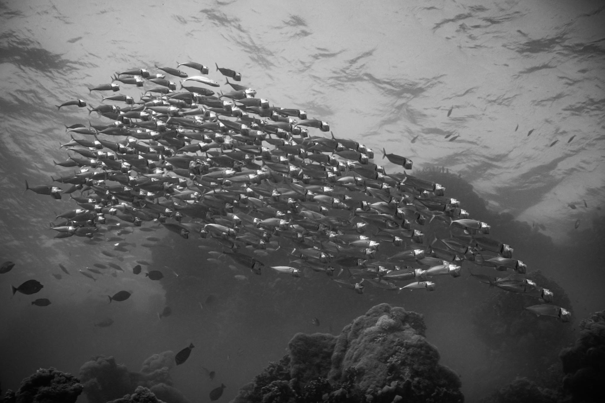 School of fish swimming underwater near coral reefs, showcasing marine life dynamics in grayscale photography.