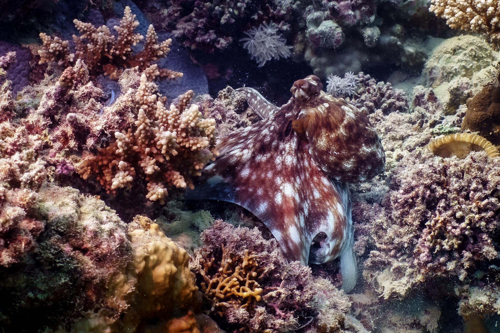 Camouflaged octopus blending with vibrant coral reef.