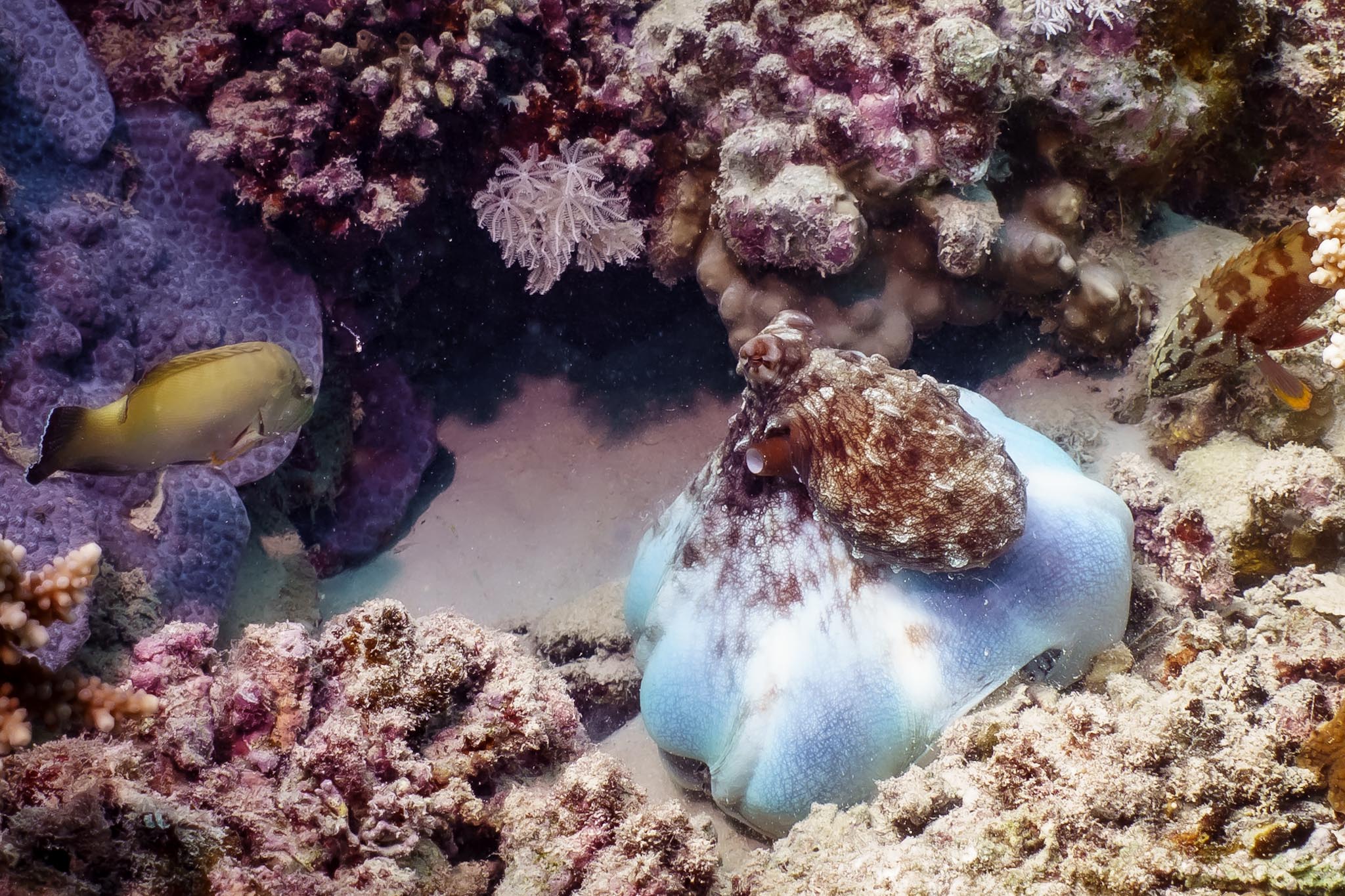 Octopus camouflaged on a coral reef with fish swimming nearby, vibrant purple and beige tones in the underwater scene.