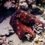 Octopus Encounter on Our Final Dive in El Quseir 🐙✨ Octopus camouflaged on coral reef with purple sponges and white sea plants nearby under the ocean.