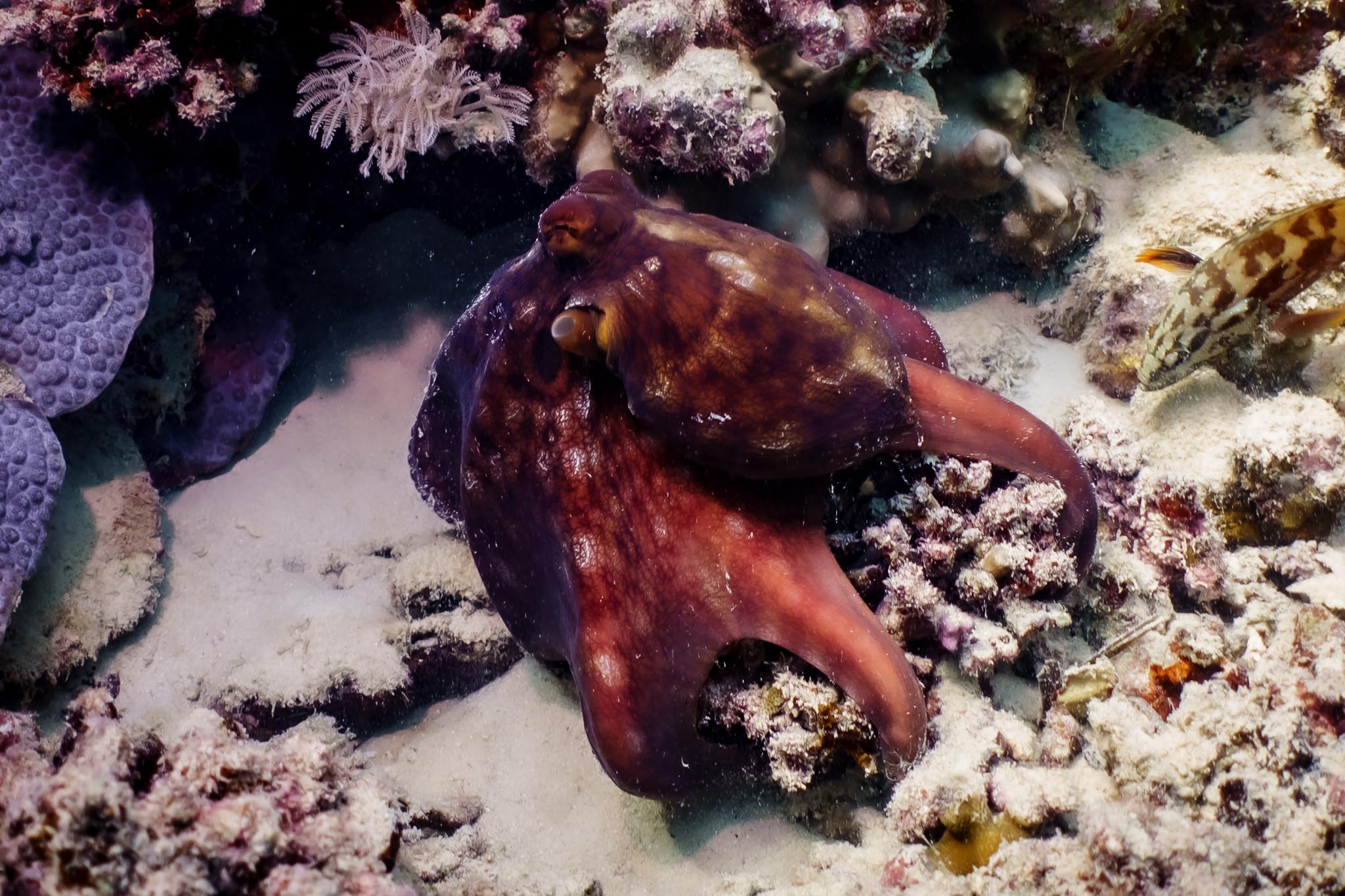 Octopus Encounter on Our Final Dive in El Quseir 🐙✨