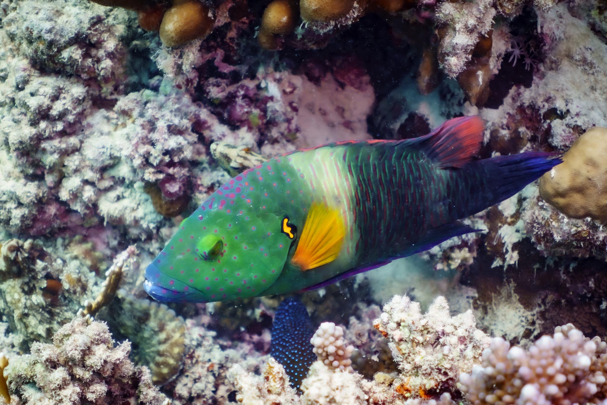 Colorful parrotfish swimming among coral reefs, showcasing vibrant green and orange hues in an underwater habitat.