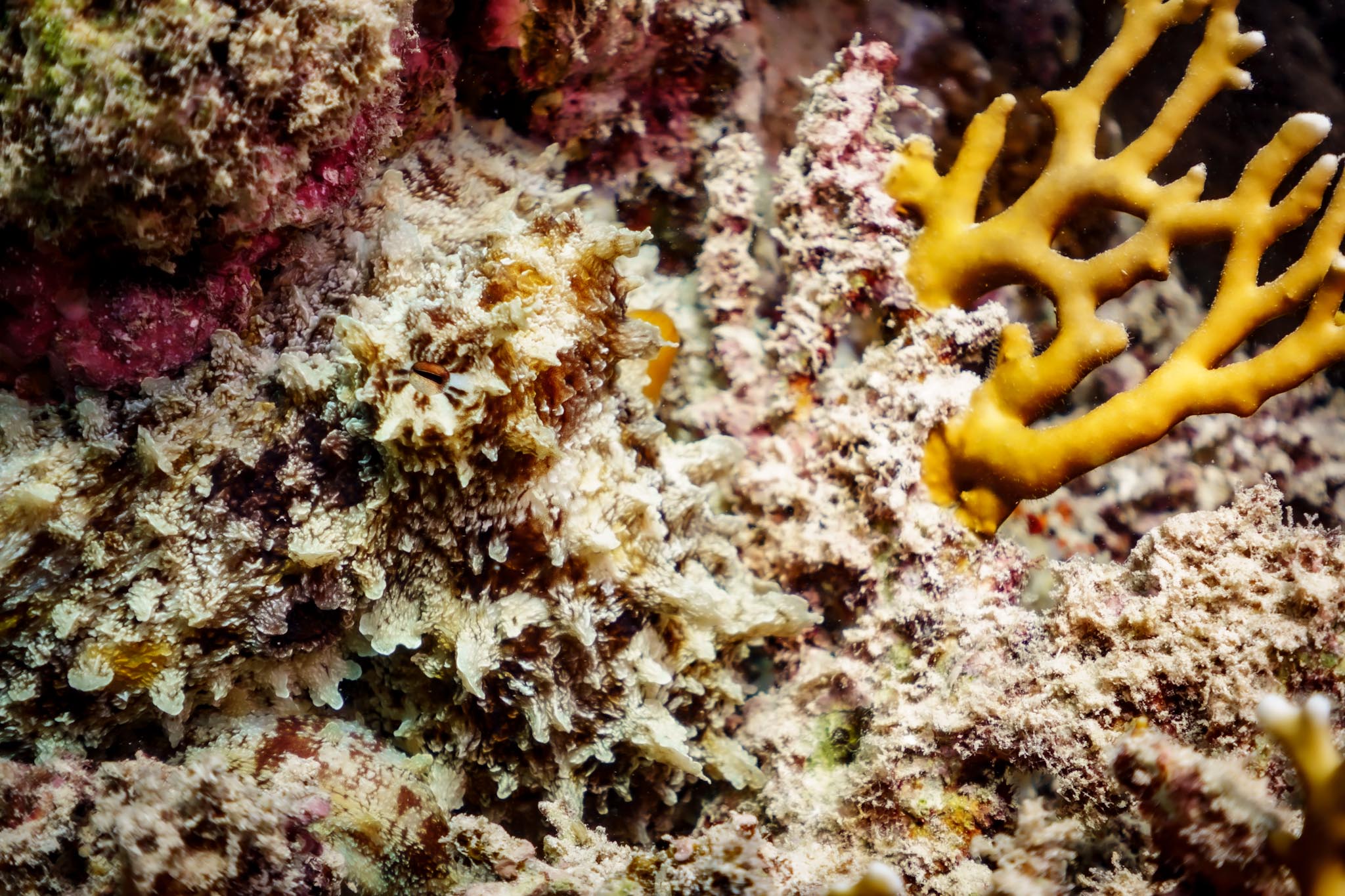 Octopus camouflage hidden in coral reef. Vibrant coral reef with mixed textures and colors, featuring prominent yellow coral branching out.