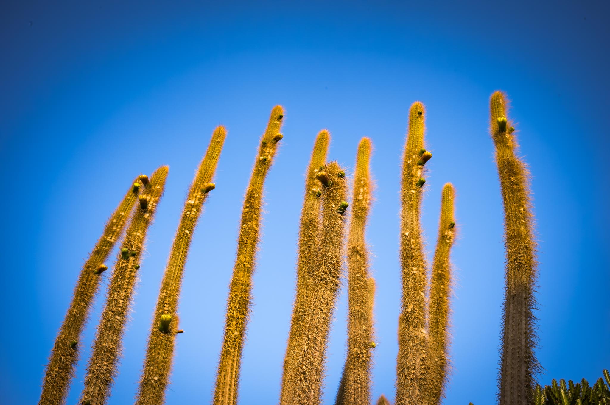 Tall, spiky cacti reaching toward a clear blue sky, showcasing desert flora against a vibrant, cloudless backdrop.