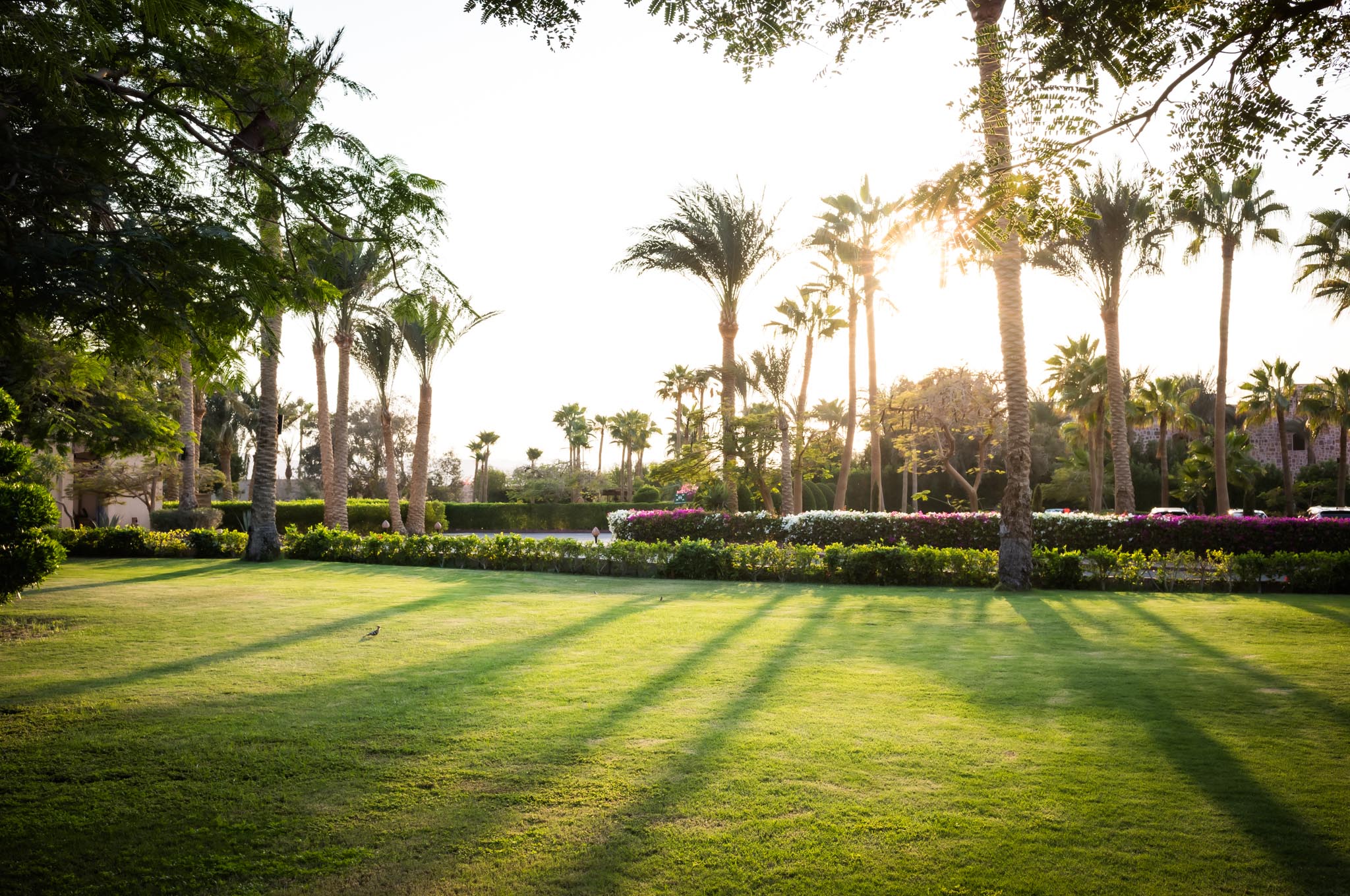 Sunlit garden with lush green lawn, tall palm trees, and vibrant flowers under a clear sky.