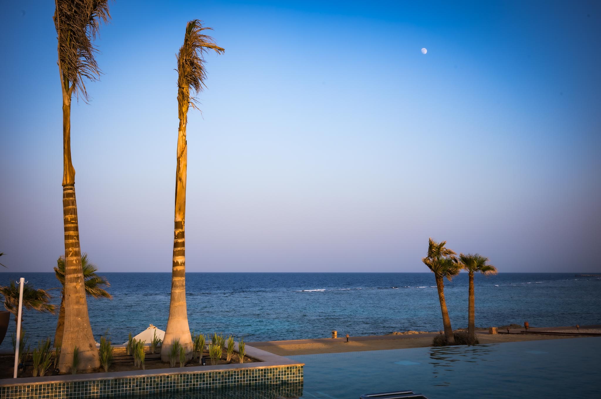 Sunset view of palm trees by a serene ocean with a clear blue sky and visible moon.