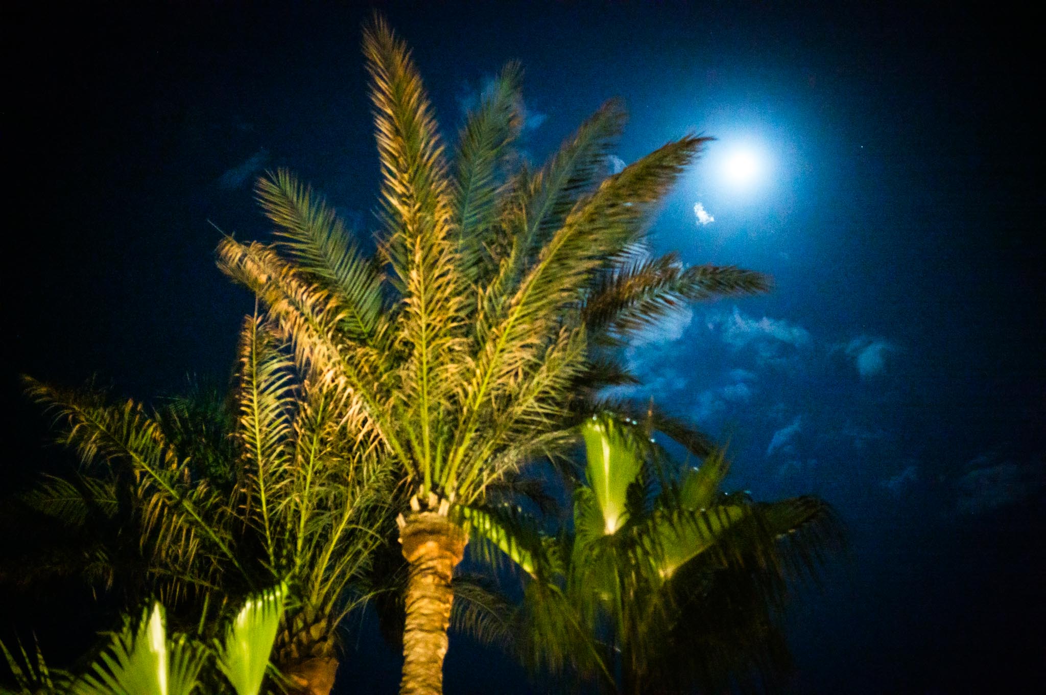 Palm trees against a bright moonlit sky with scattered clouds at night.