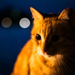 Close-up of an orange cat in soft focus with bokeh lights against a dark blue evening sky.