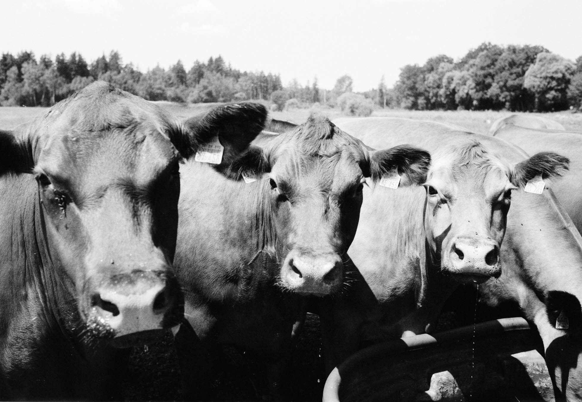 Black and white photo of three cows with ear tags in a grassy field with trees in the background.