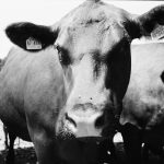 Why I Love Shooting Film: The Challenge, the Grain, and the Deep Fulfillment of Analog Photography Close-up of a tagged cow with flies on its face, standing in a herd, captured in black and white.