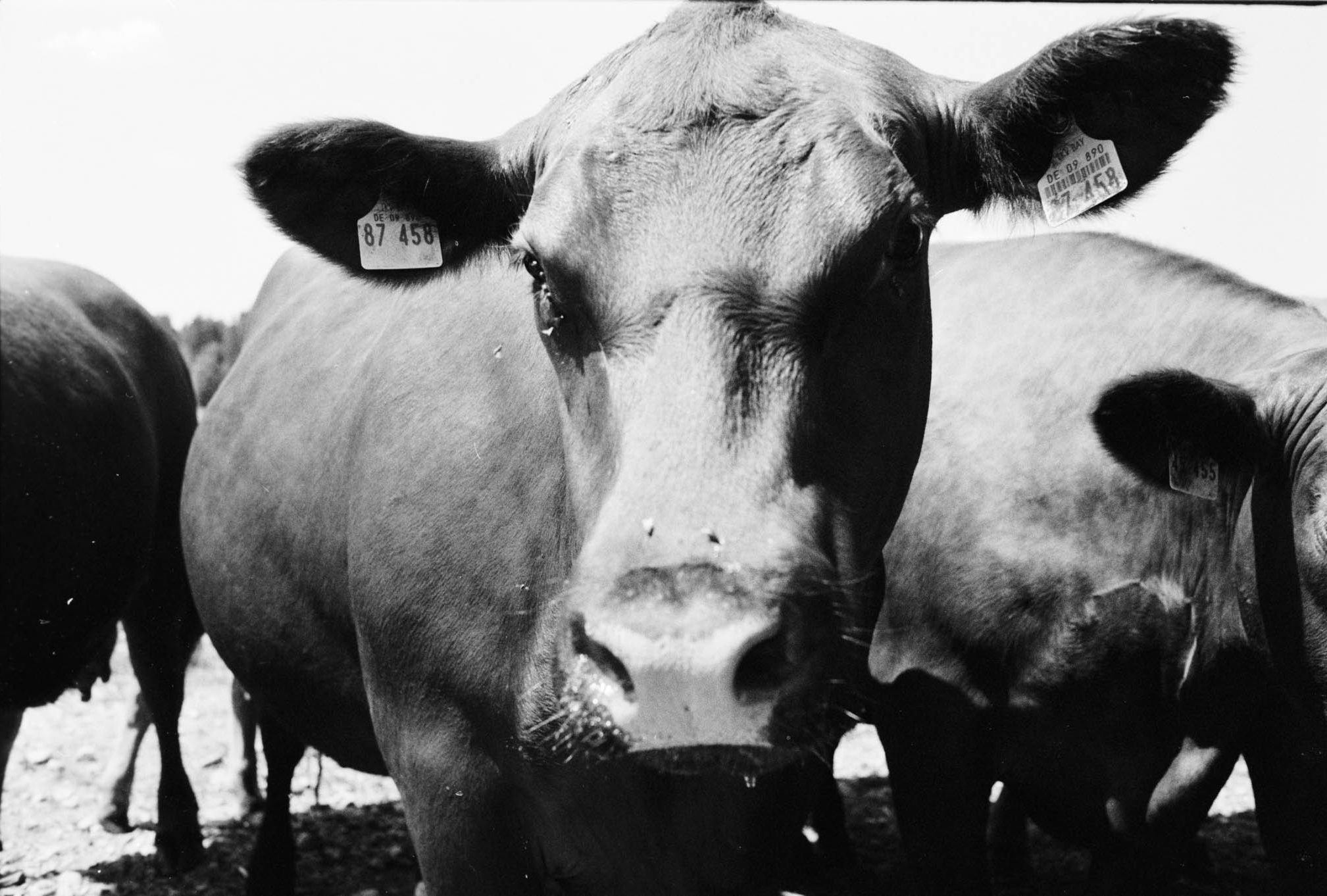 Why I Love Shooting Film: The Challenge, the Grain, and the Deep Fulfillment of Analog Photography