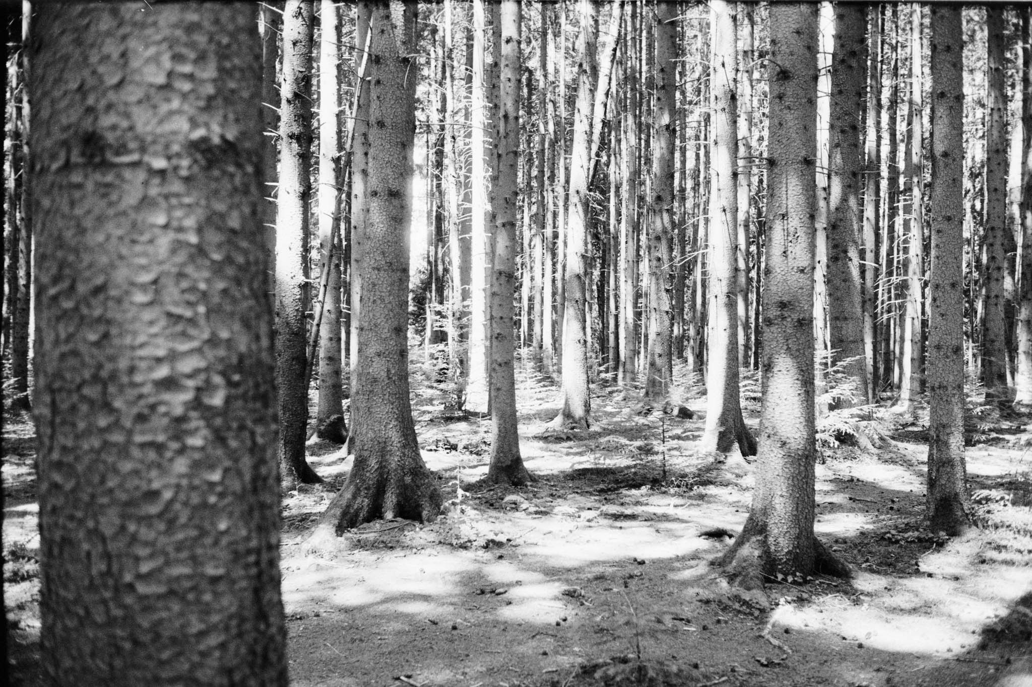 Black and white photo of dense forest with tall, straight tree trunks and dappled sunlight on the forest floor.