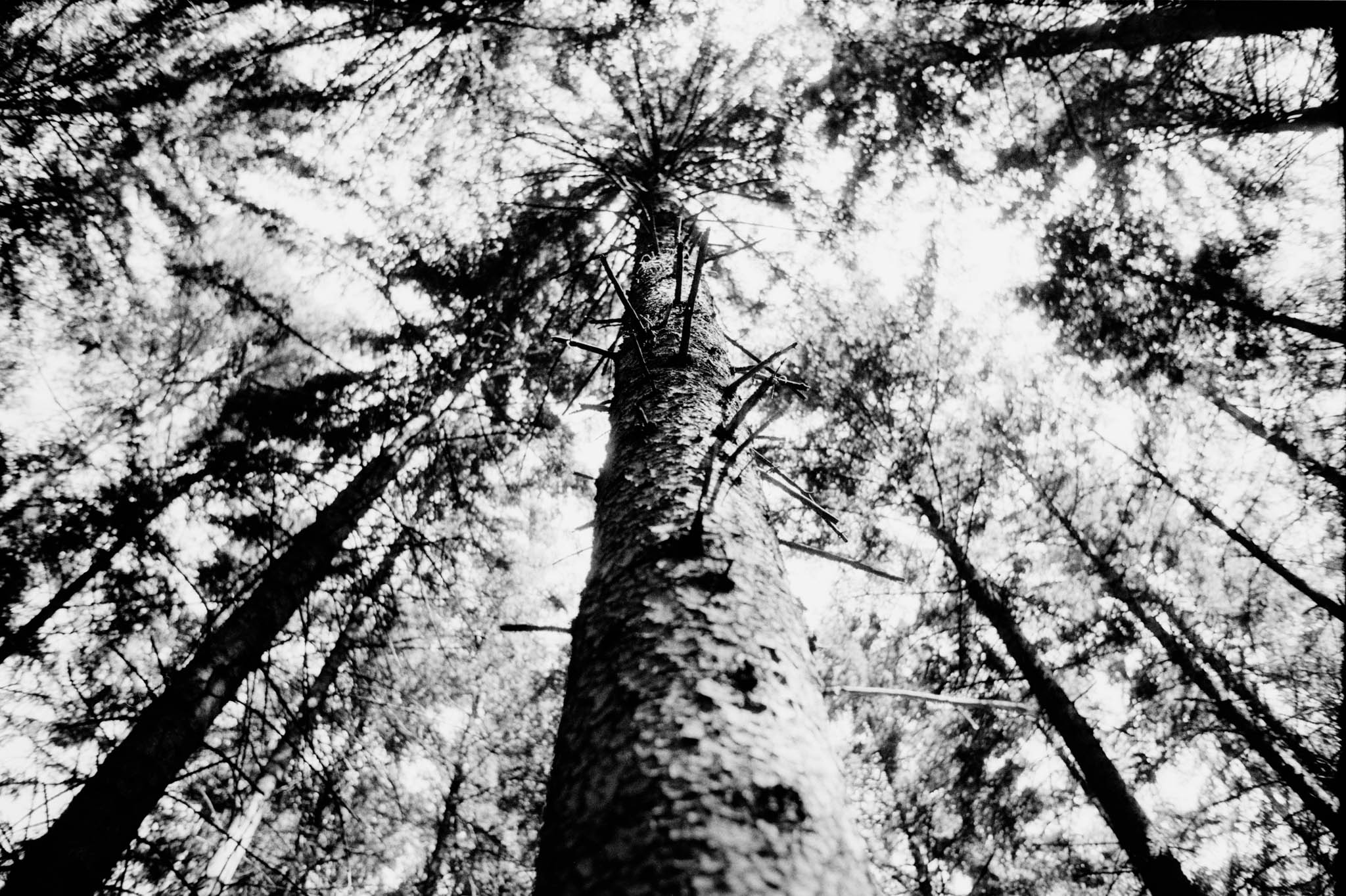 Looking up at tall trees in a dense forest, black and white perspective.
