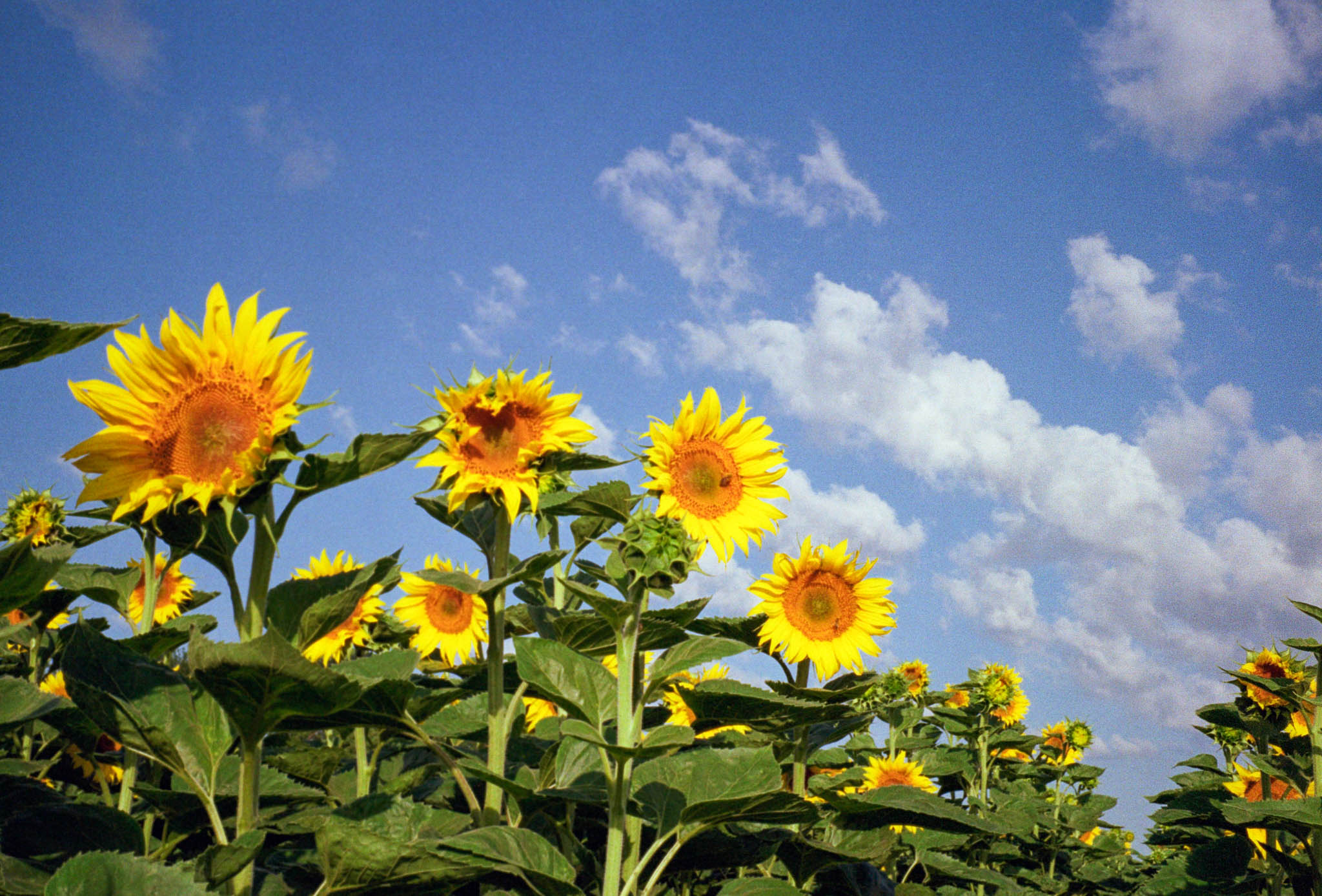 Sunflowers in full bloom under a bright blue sky with scattered clouds.