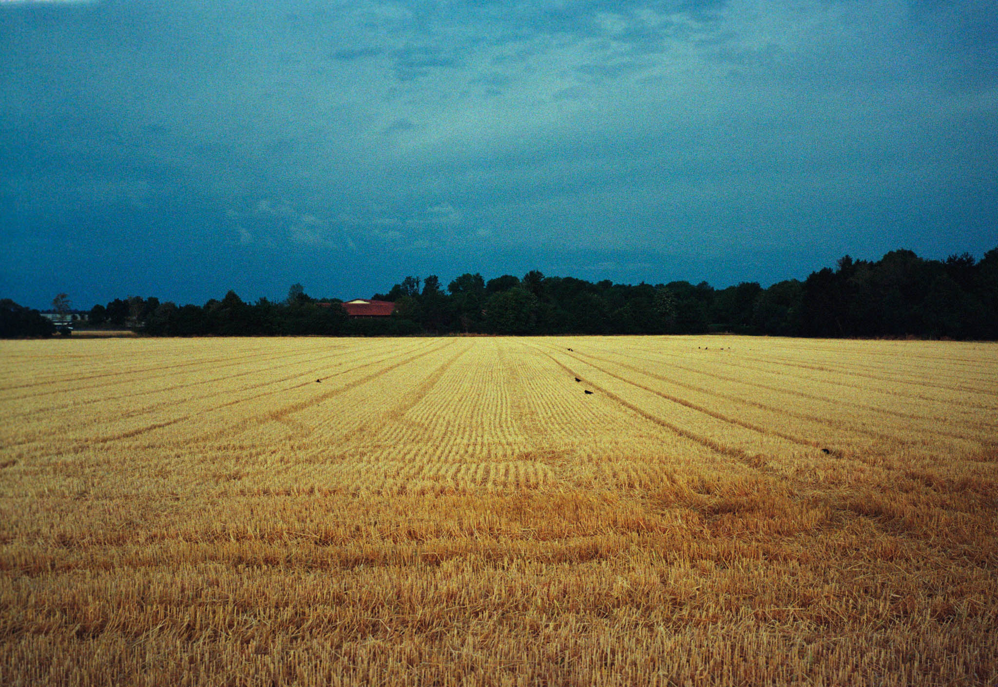 Golden wheat field under a cloudy blue sky with a red-roofed barn in the distance, bordered by lush green trees.