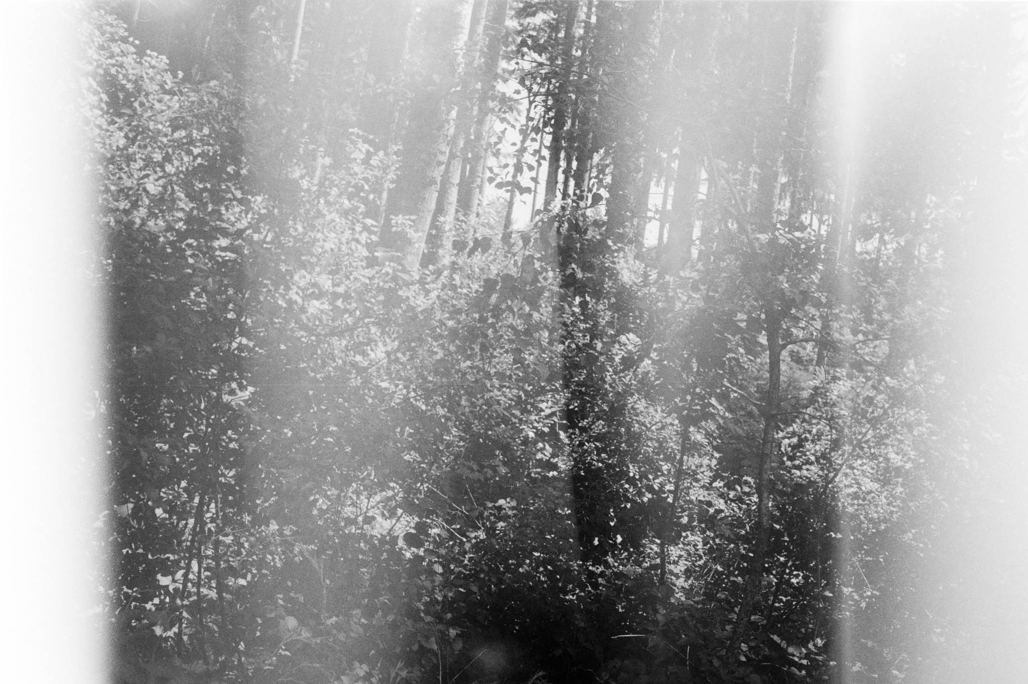 Black and white forest scene with sunlight filtering through trees, creating a misty, ethereal atmosphere.