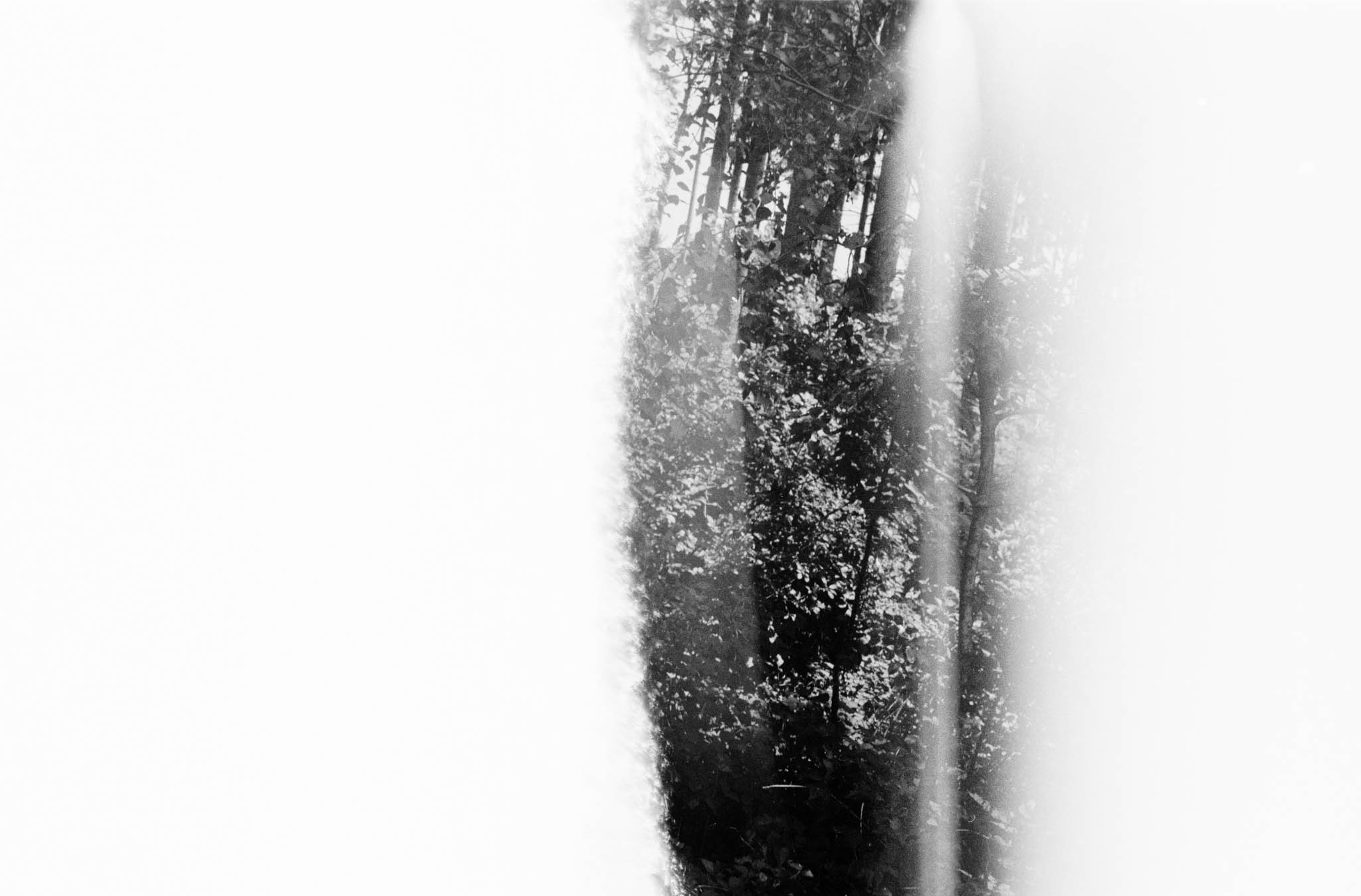Abstract black and white photo of forest trees with light leak effect.