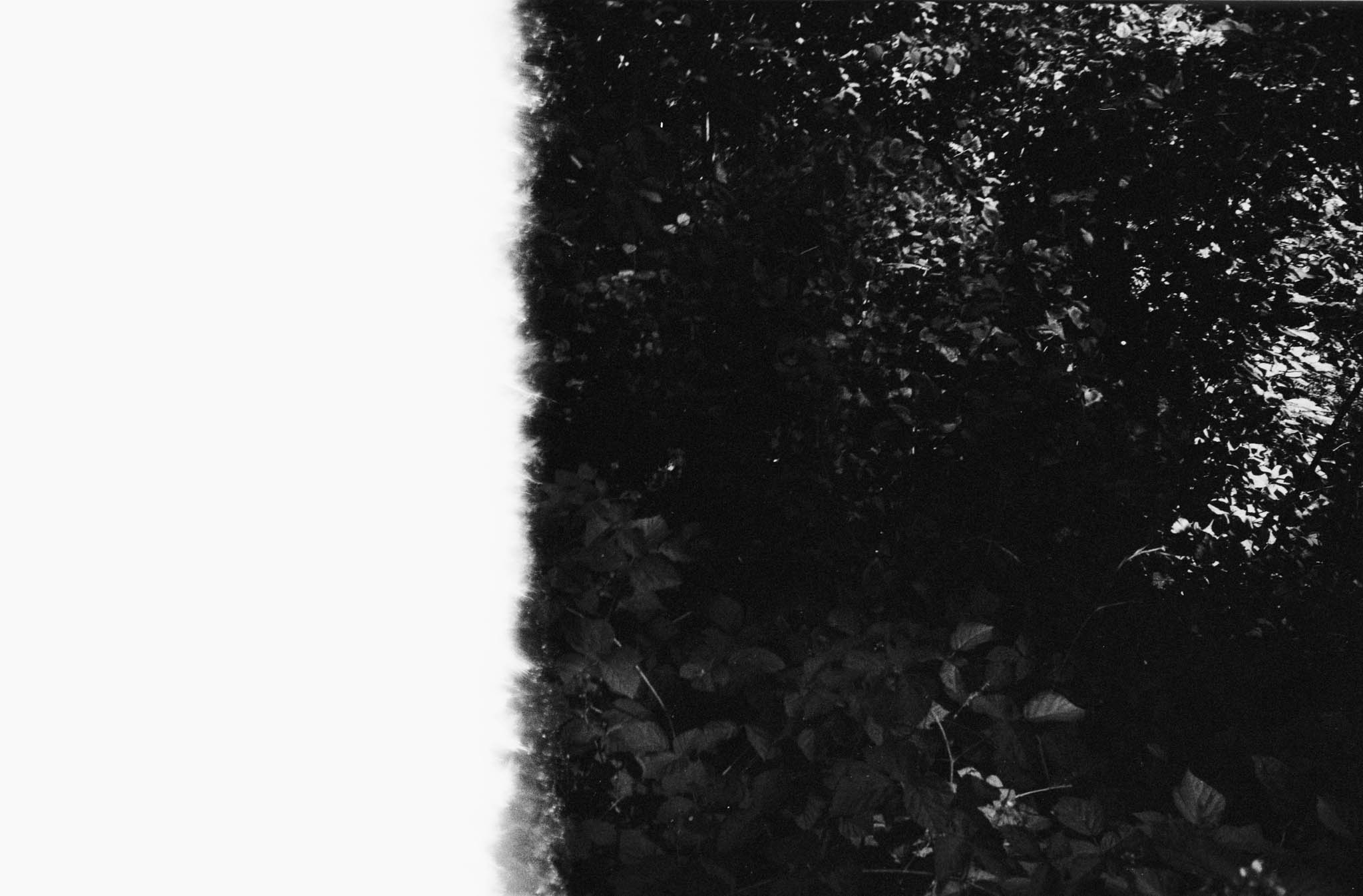 Dark, high-contrast photo showing dense leafy foliage with patterned light, half overexposed white on the left.