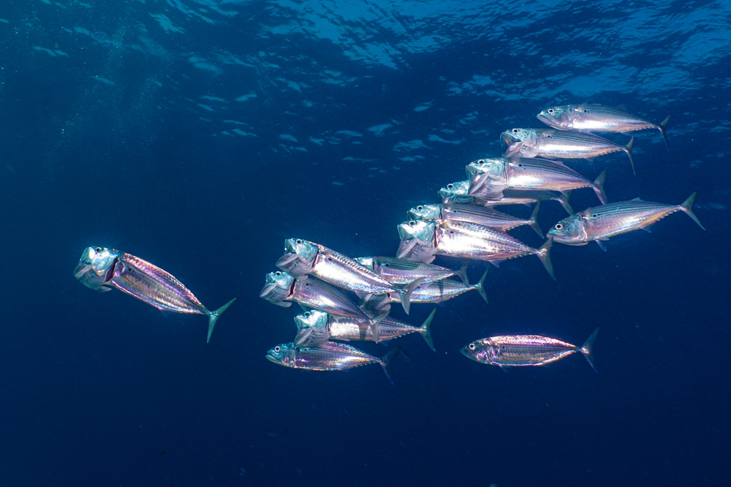 School of iridescent fish swimming in deep blue ocean waters.