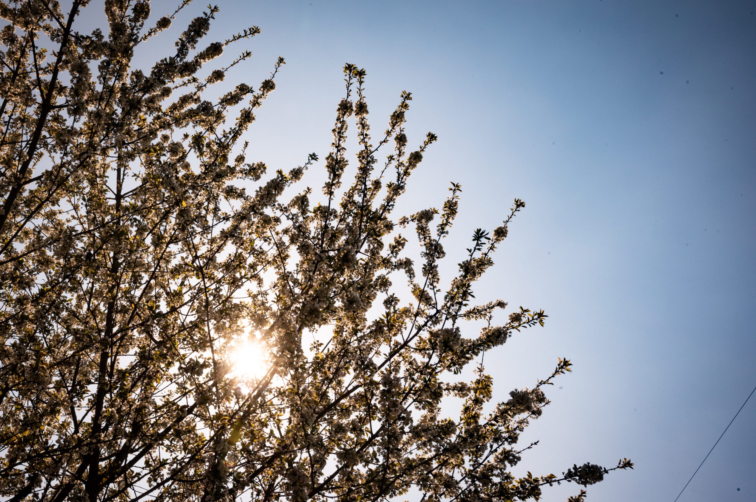 Spring Blossoms in Baitoni, Trentino