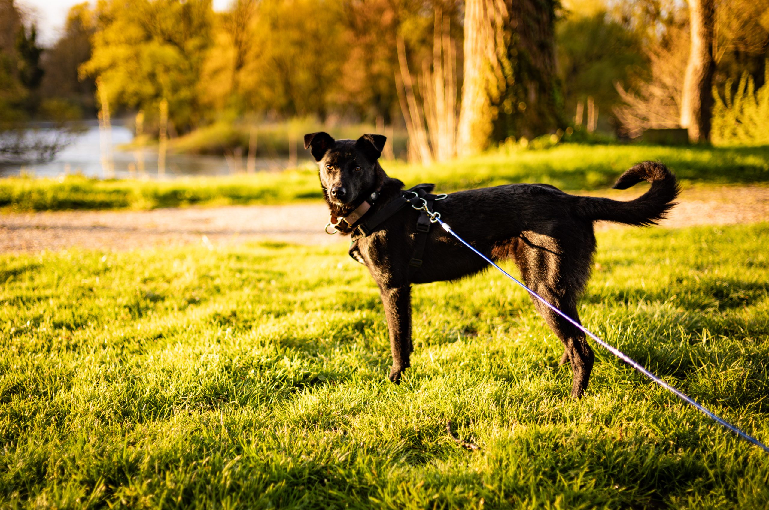 Black dog on a leash in a sunlit park with green grass and trees in the background.