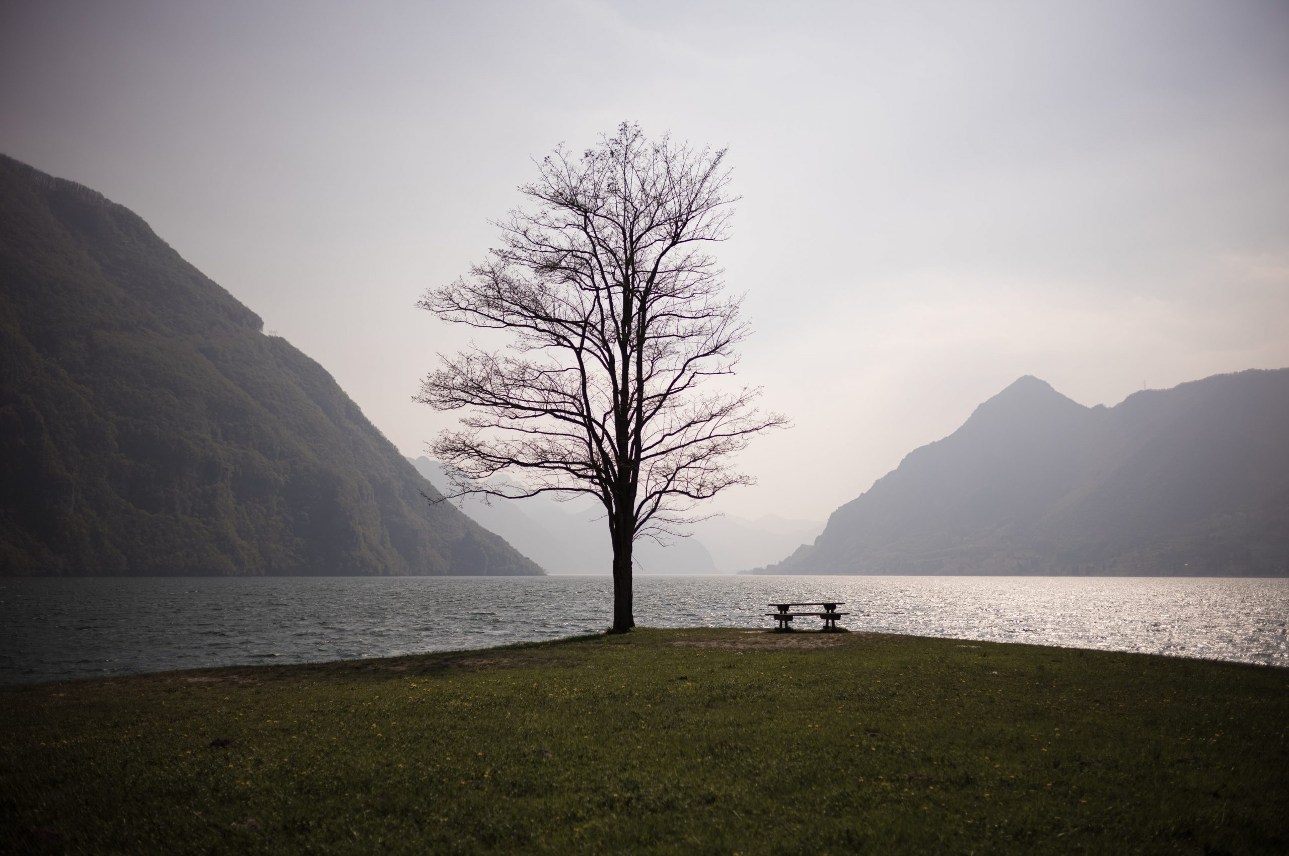 Lonely tree and picnic bench by serene lake with mountain backdrop under cloudy sky.